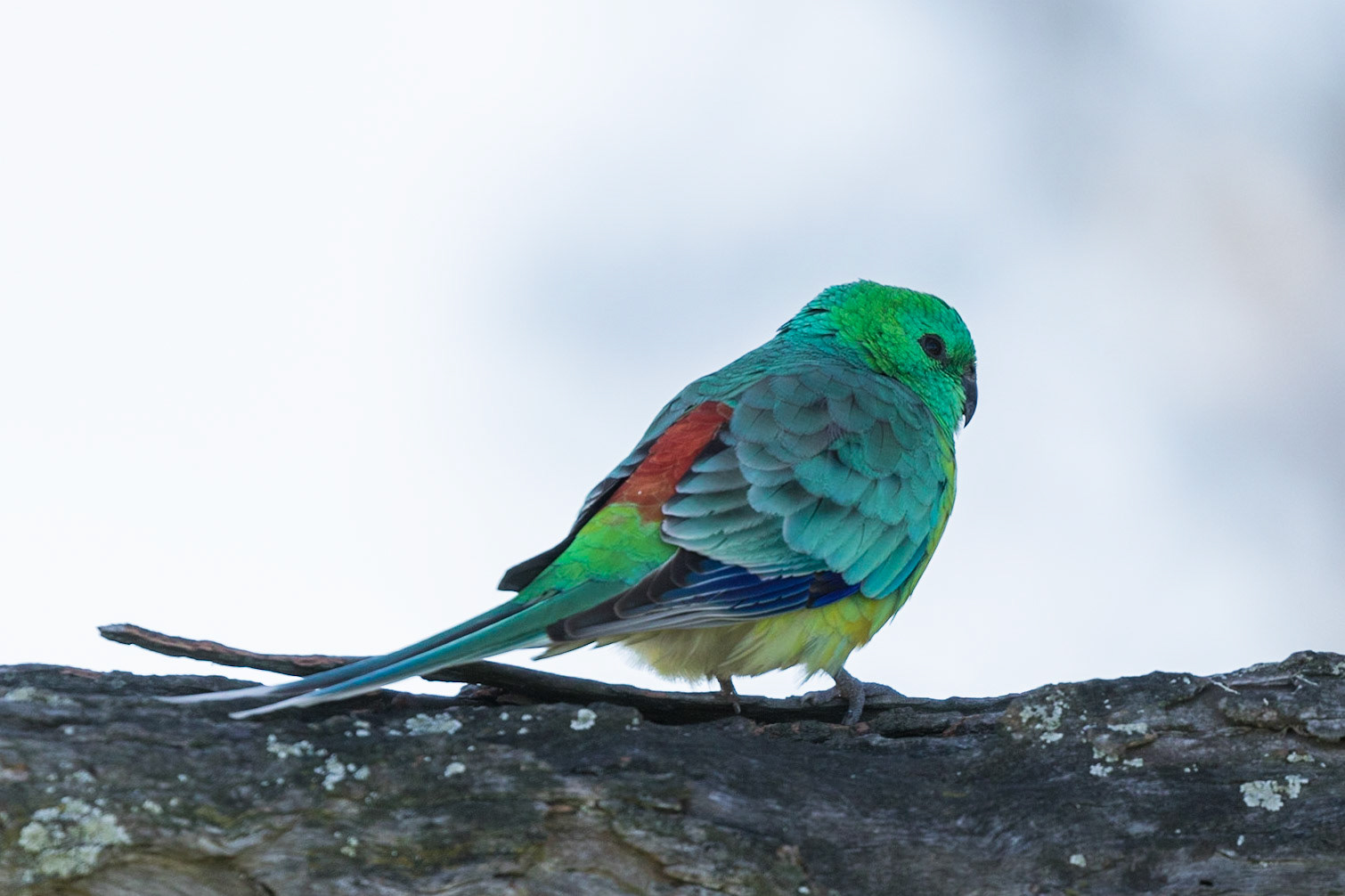 Red-rumped Parrot