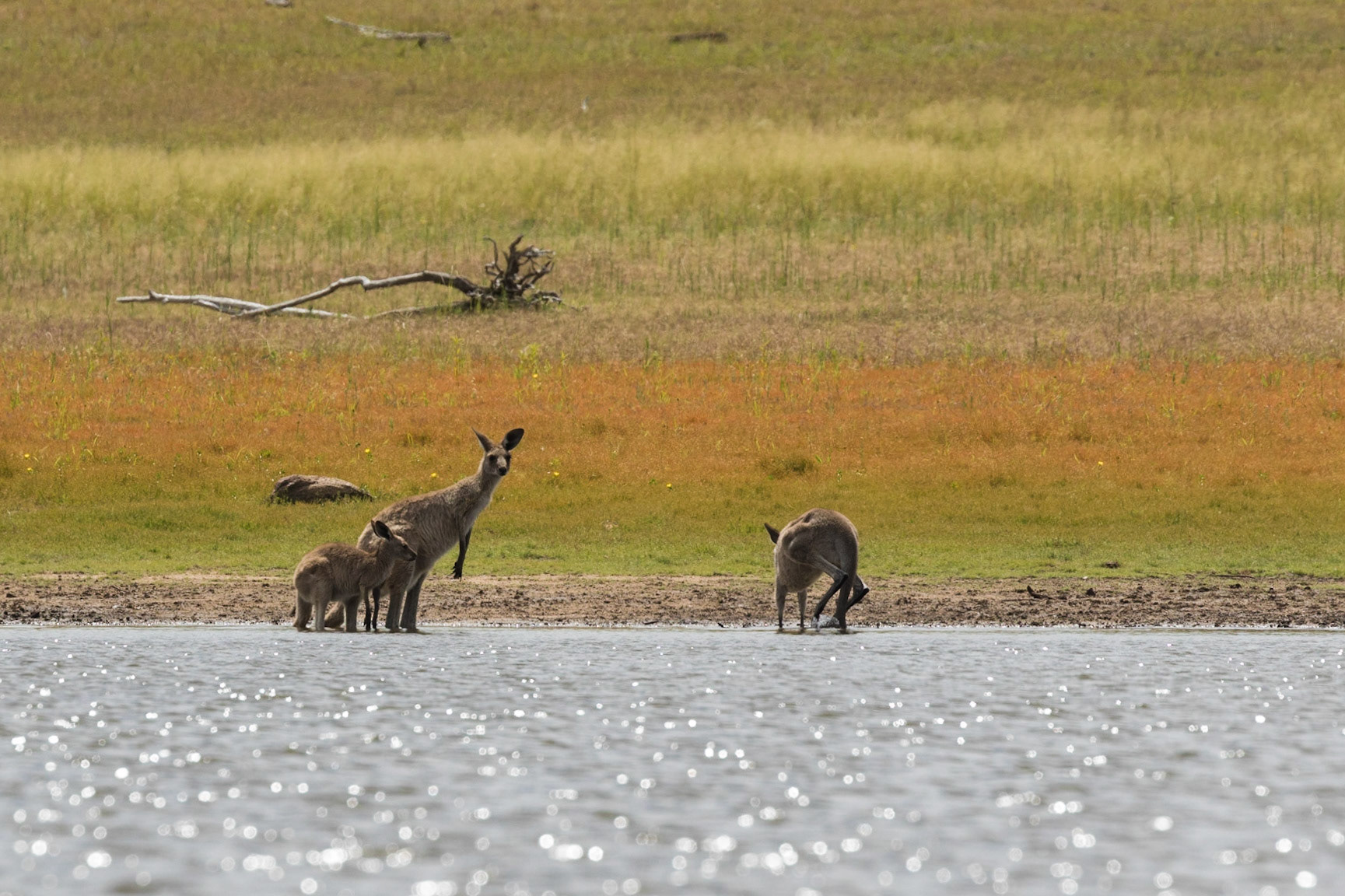 Kangaroos