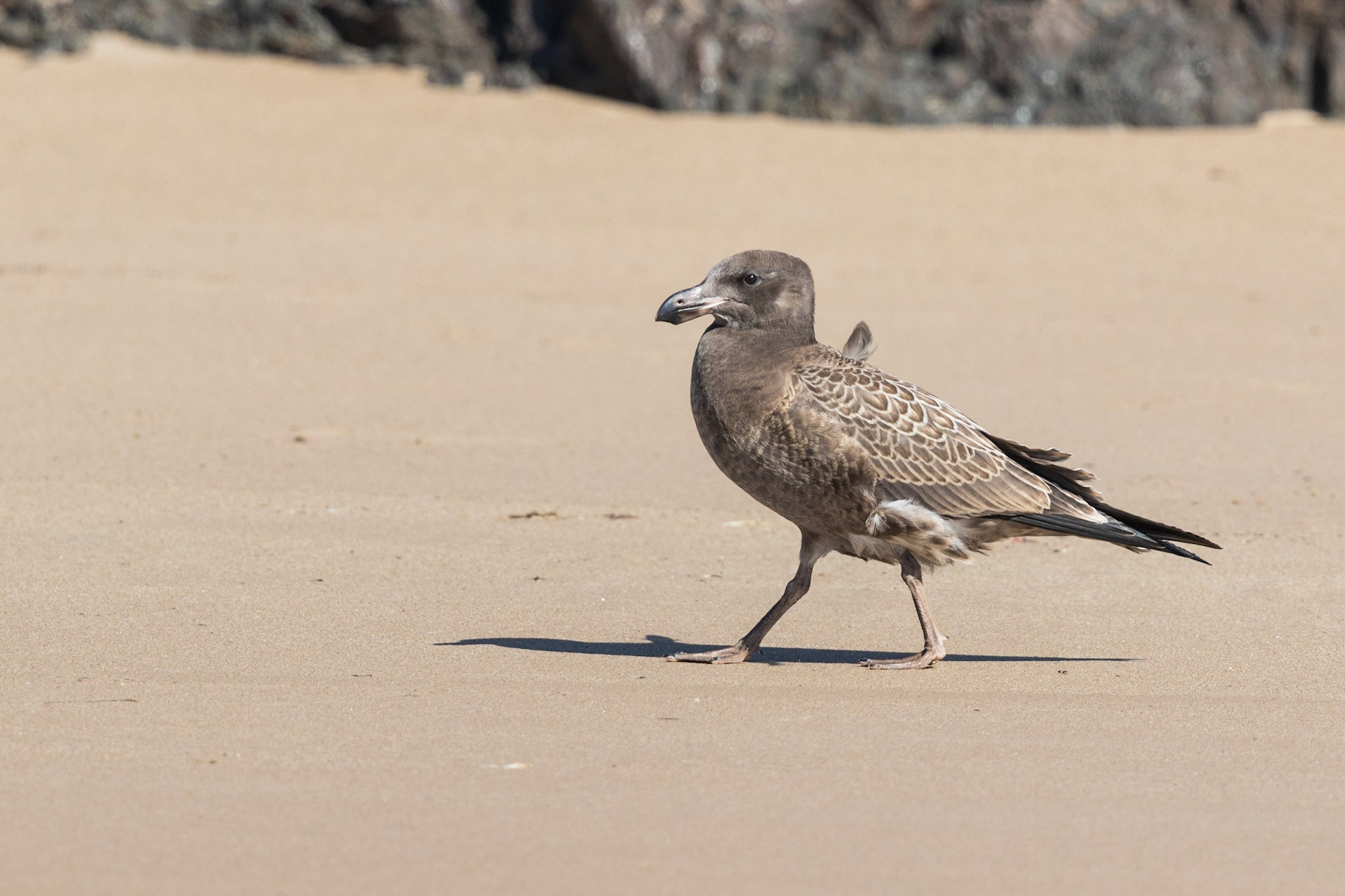 Pacific Gull