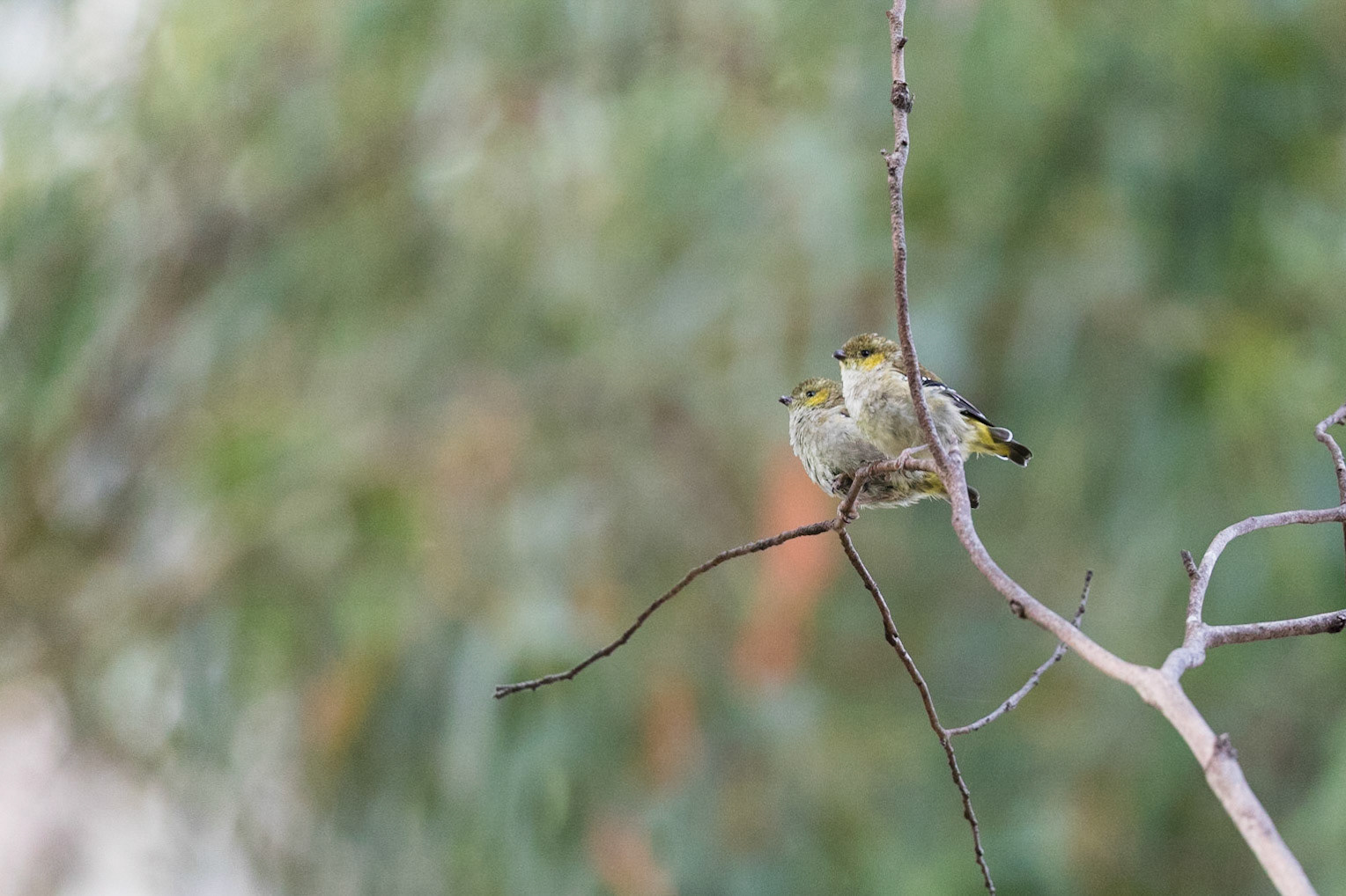 Forty-Spotted Pardalote