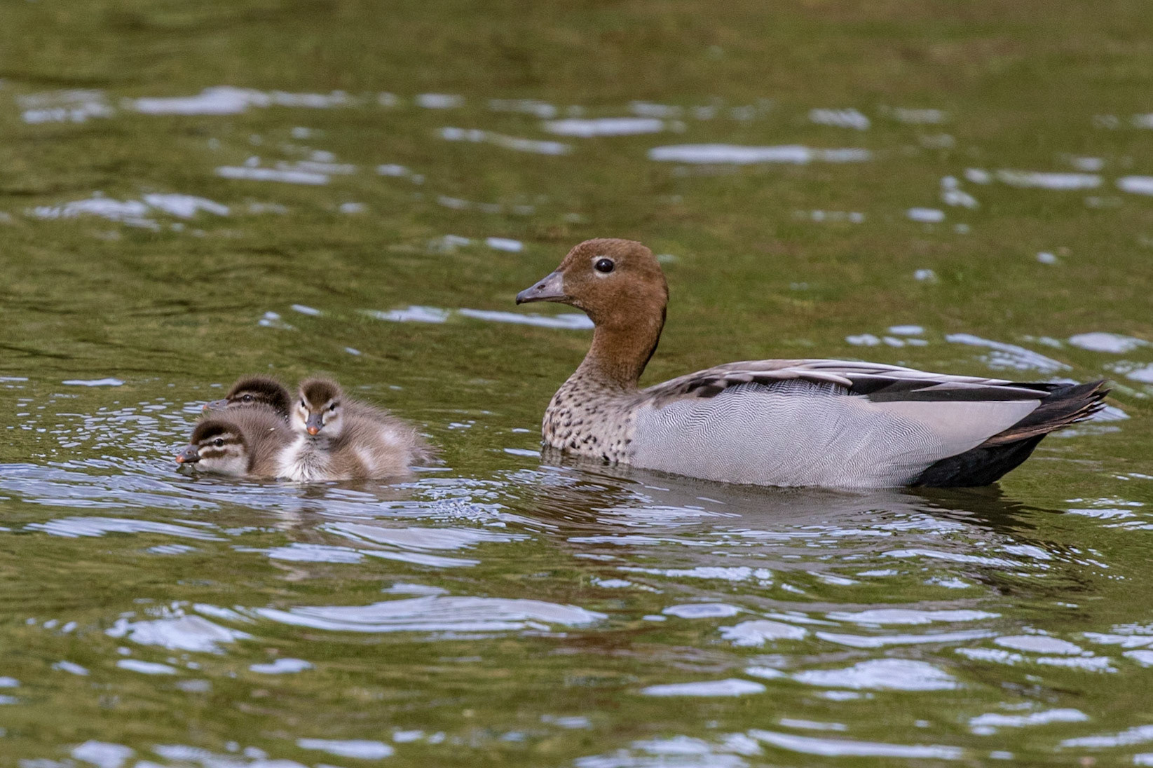 Australian Wood Duck