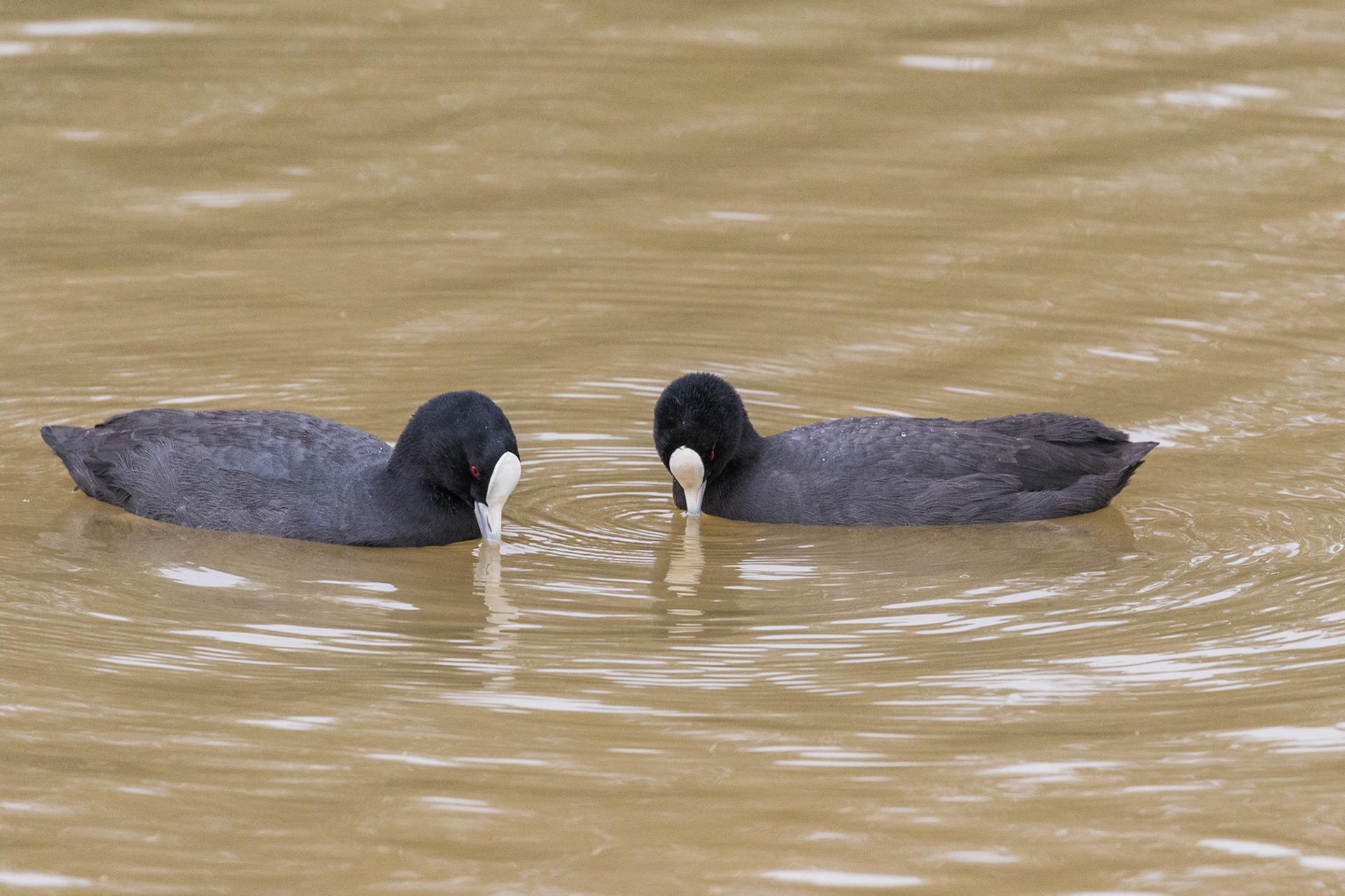 Eurasian Coot