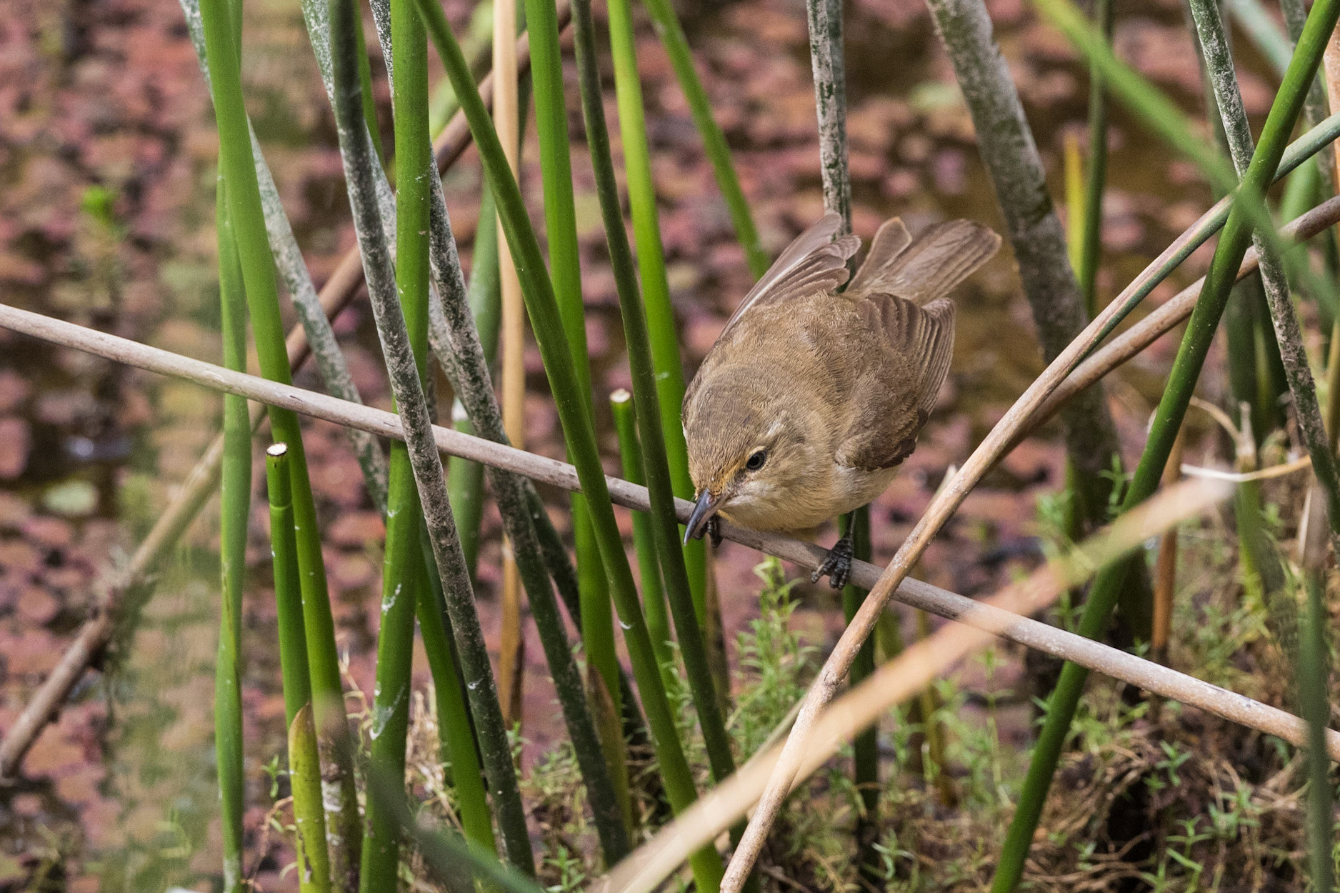 Australian Reed-Warbler