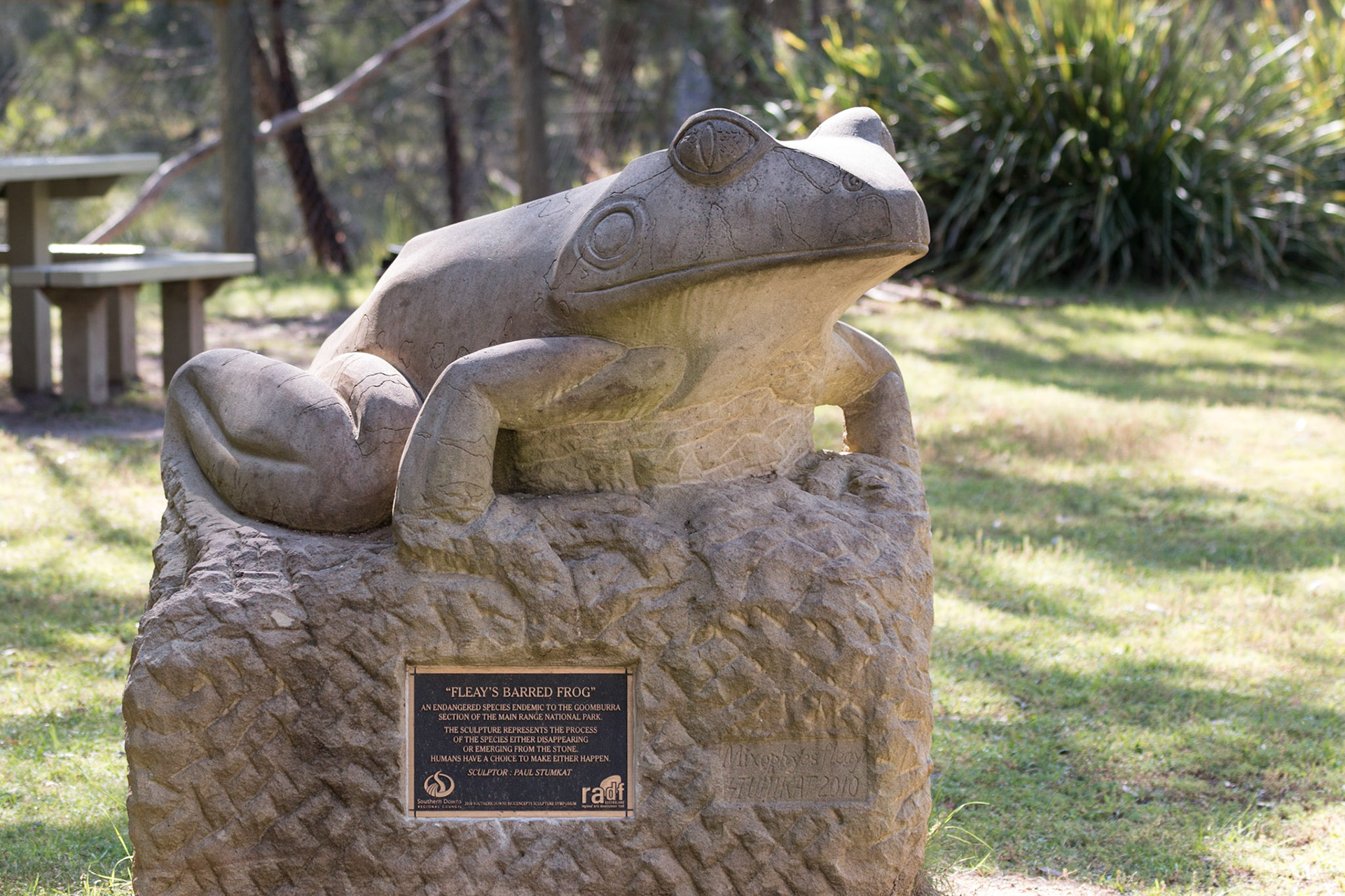 Fleay's Barred Frog, Goomburra