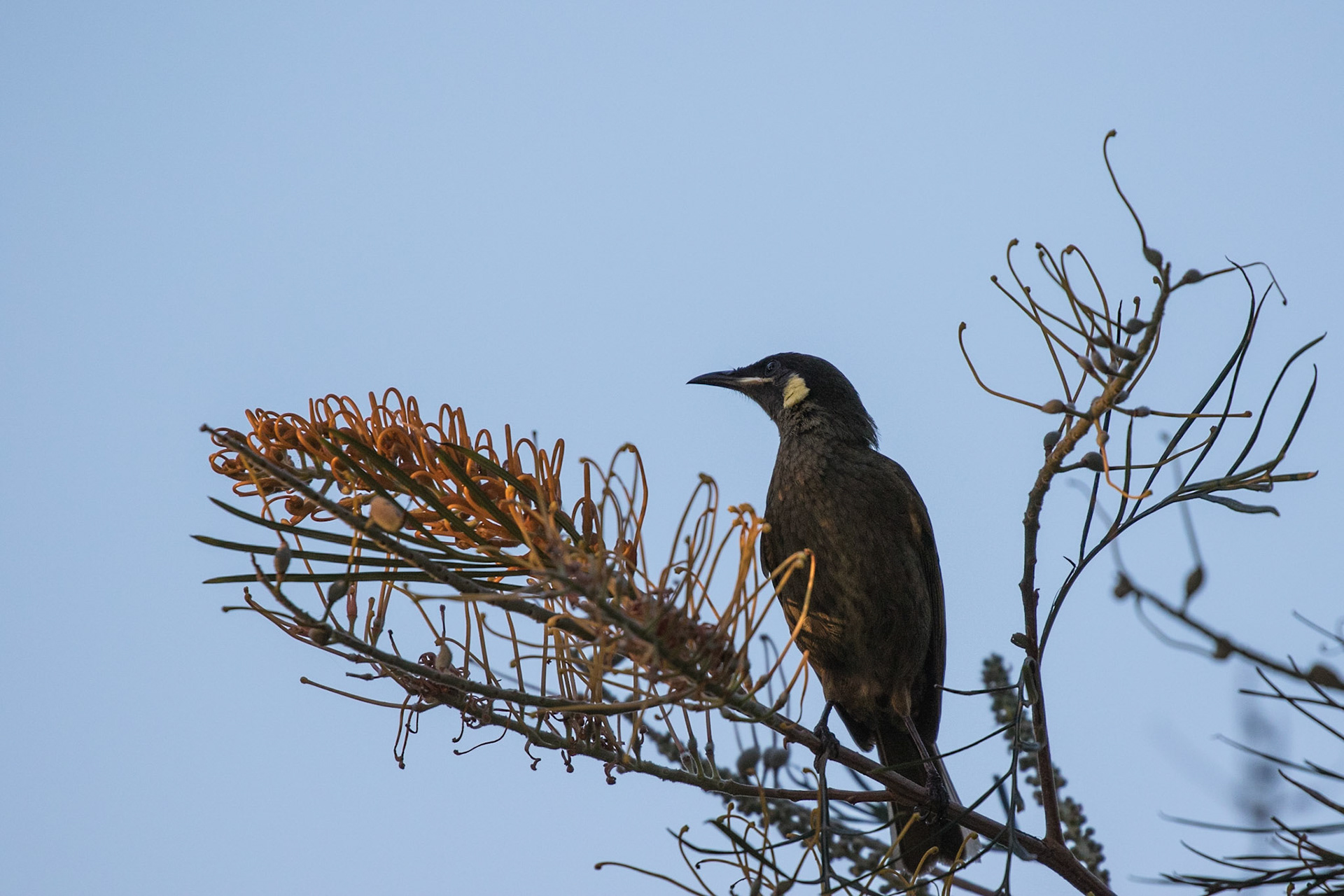 Lewin's Honeyeater
