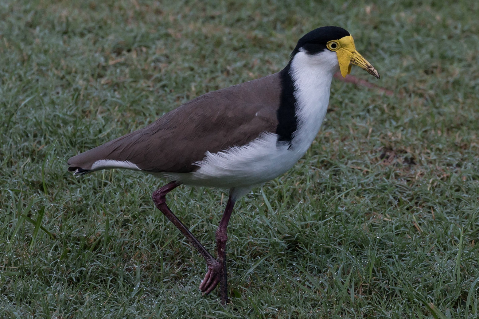Masked Lapwing