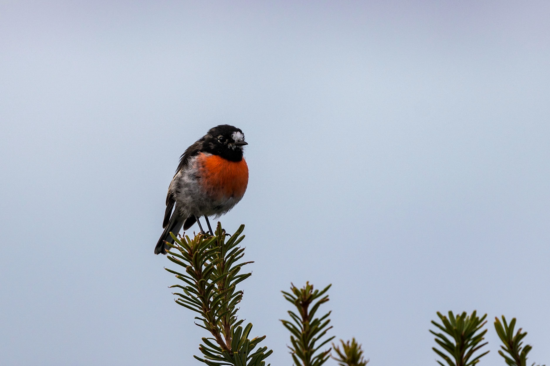 Scarlet Robin