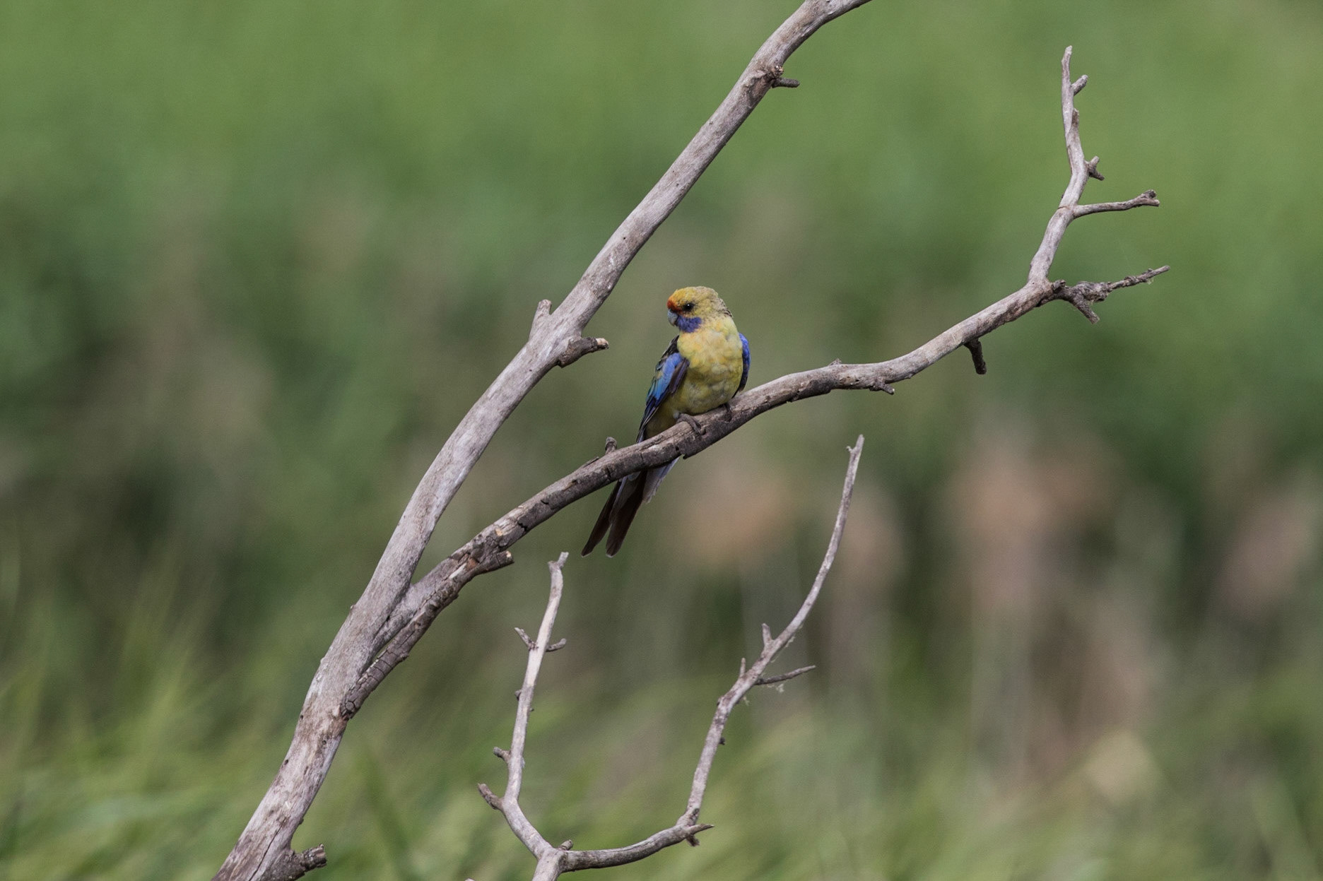 Yellow Rosella