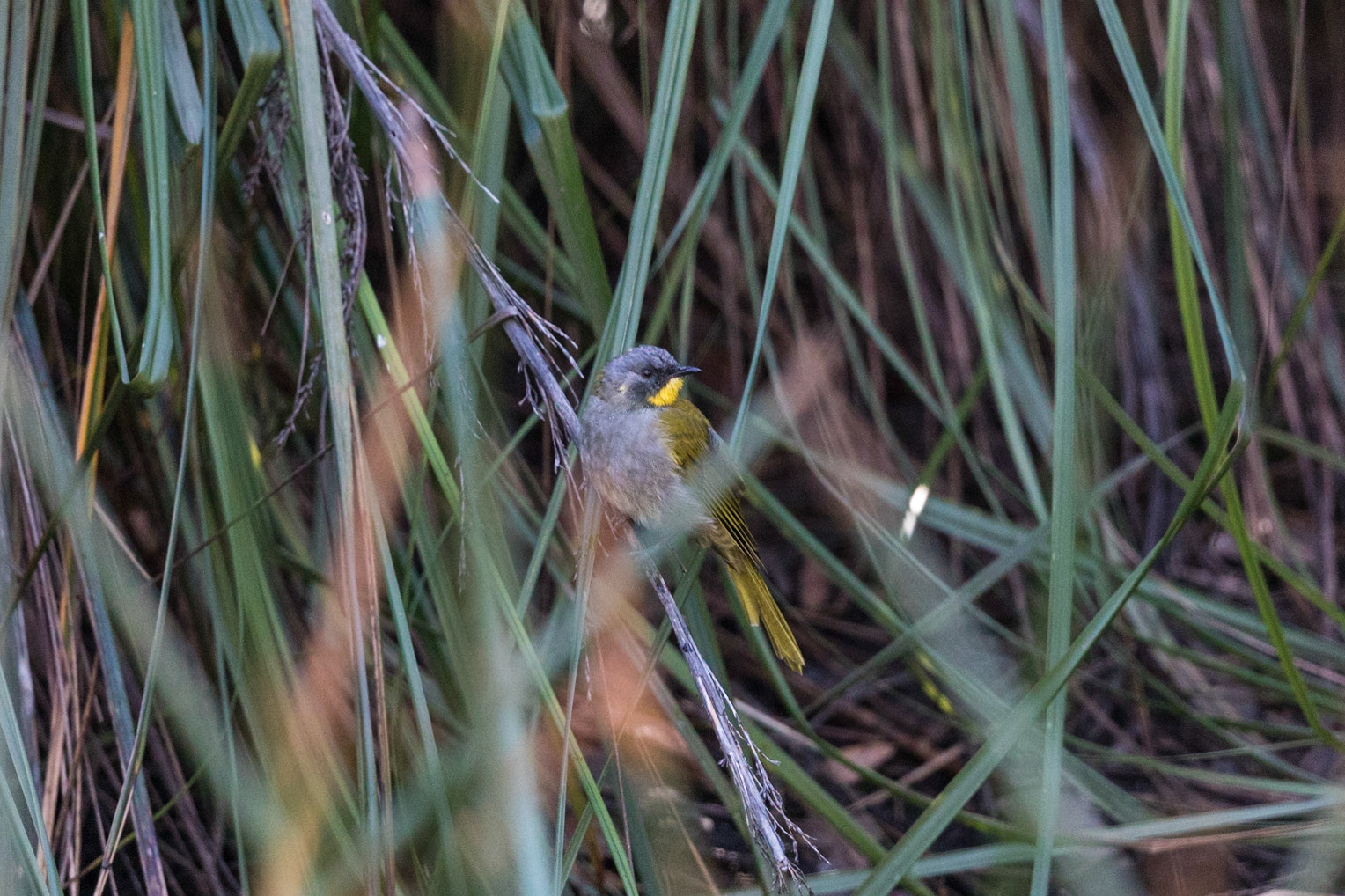 Yellow-throated Honeyeater