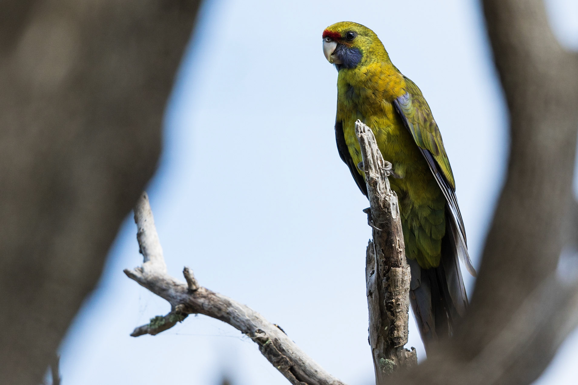 Green Rosella