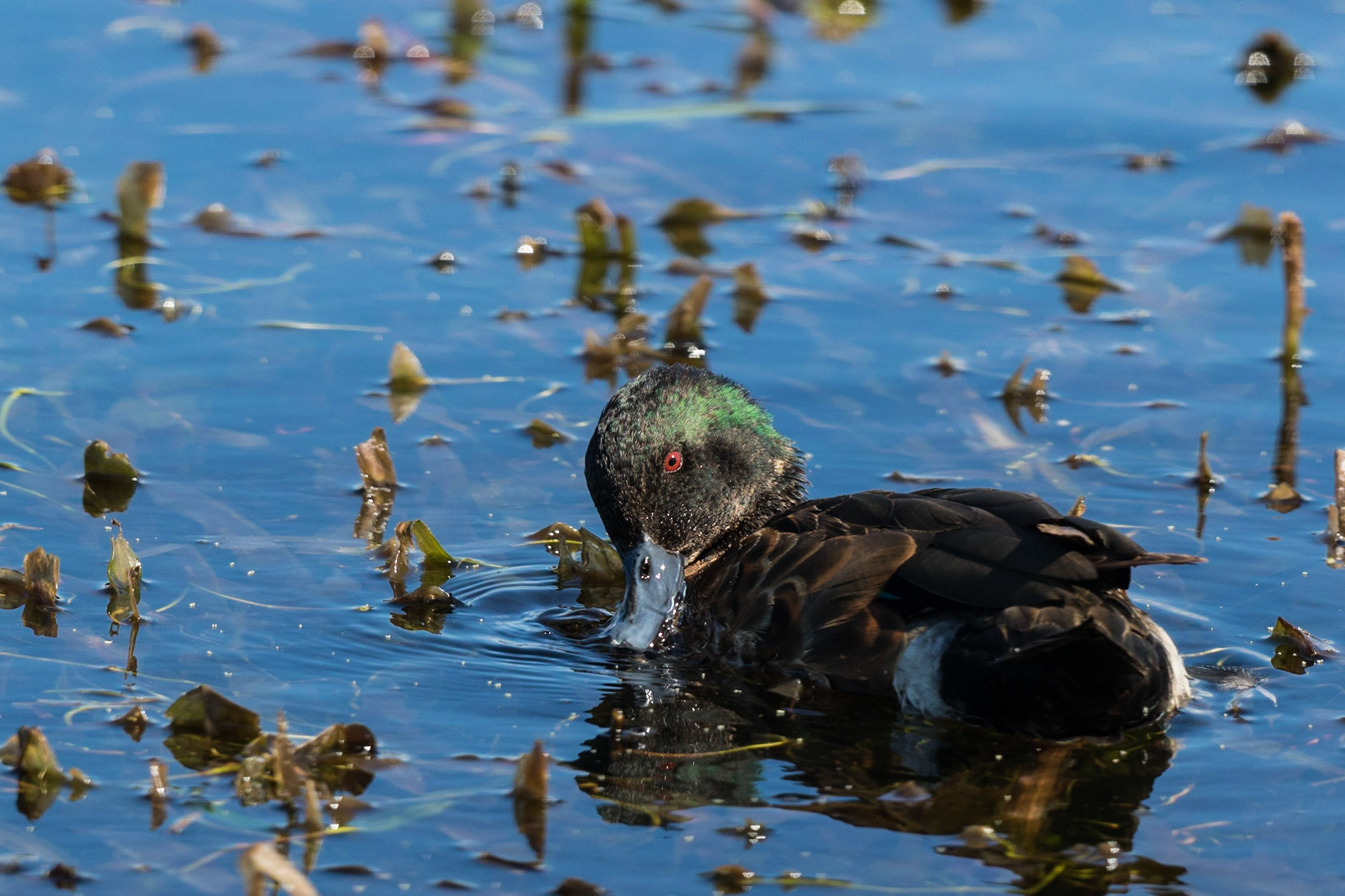 Chestnut Teal