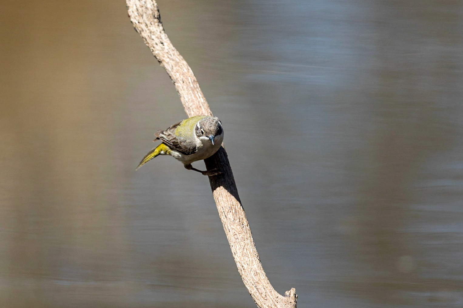 Brown-headed Honeyeater