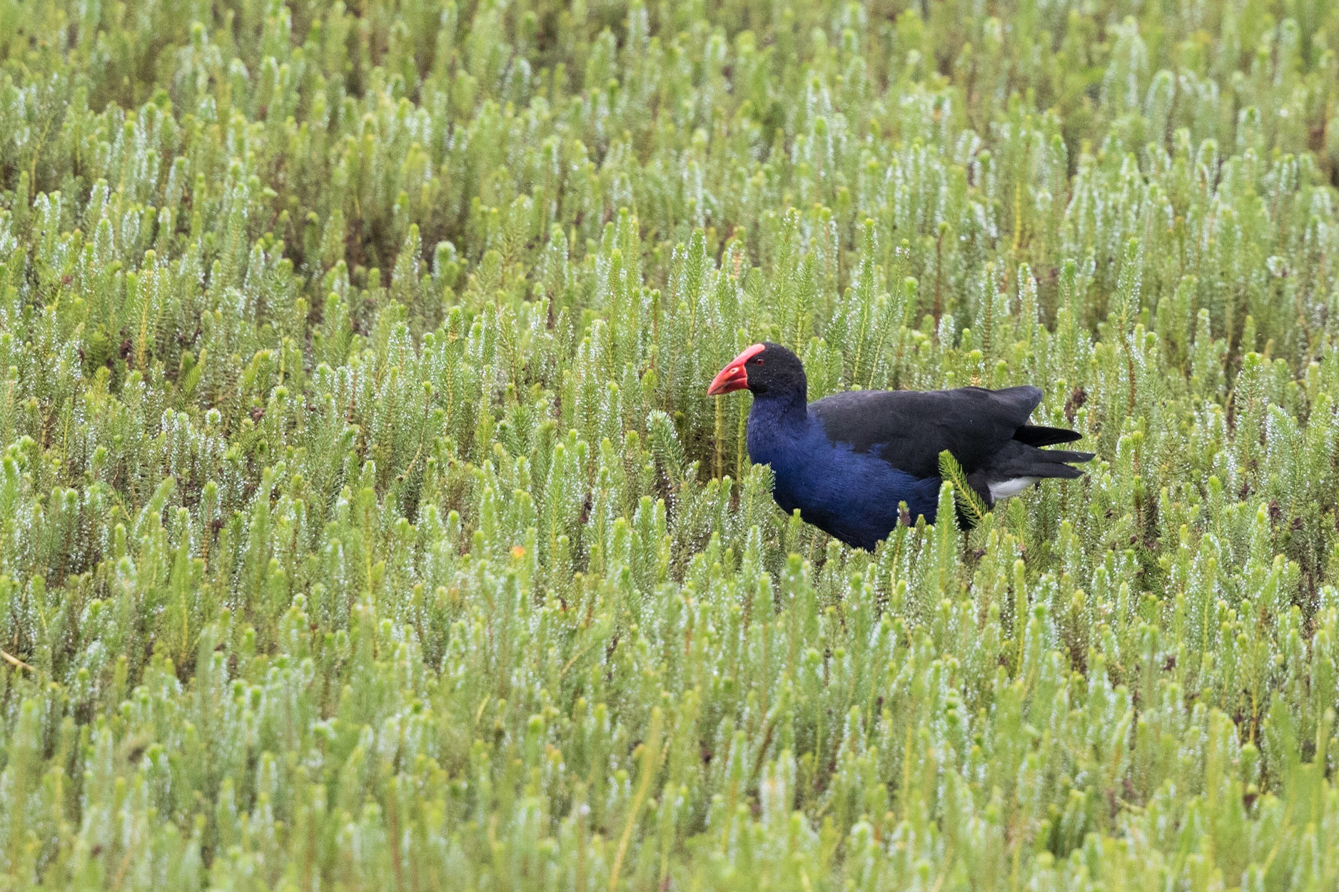 Purple Swamphen