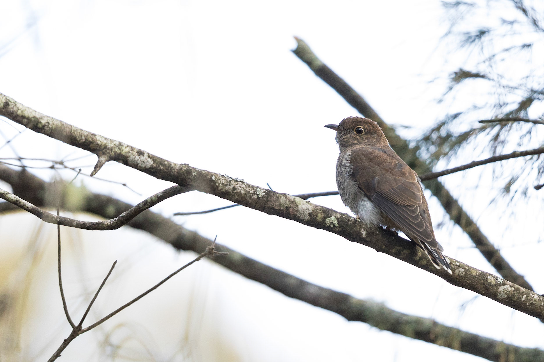 Fan-Tailed Cuckoo
