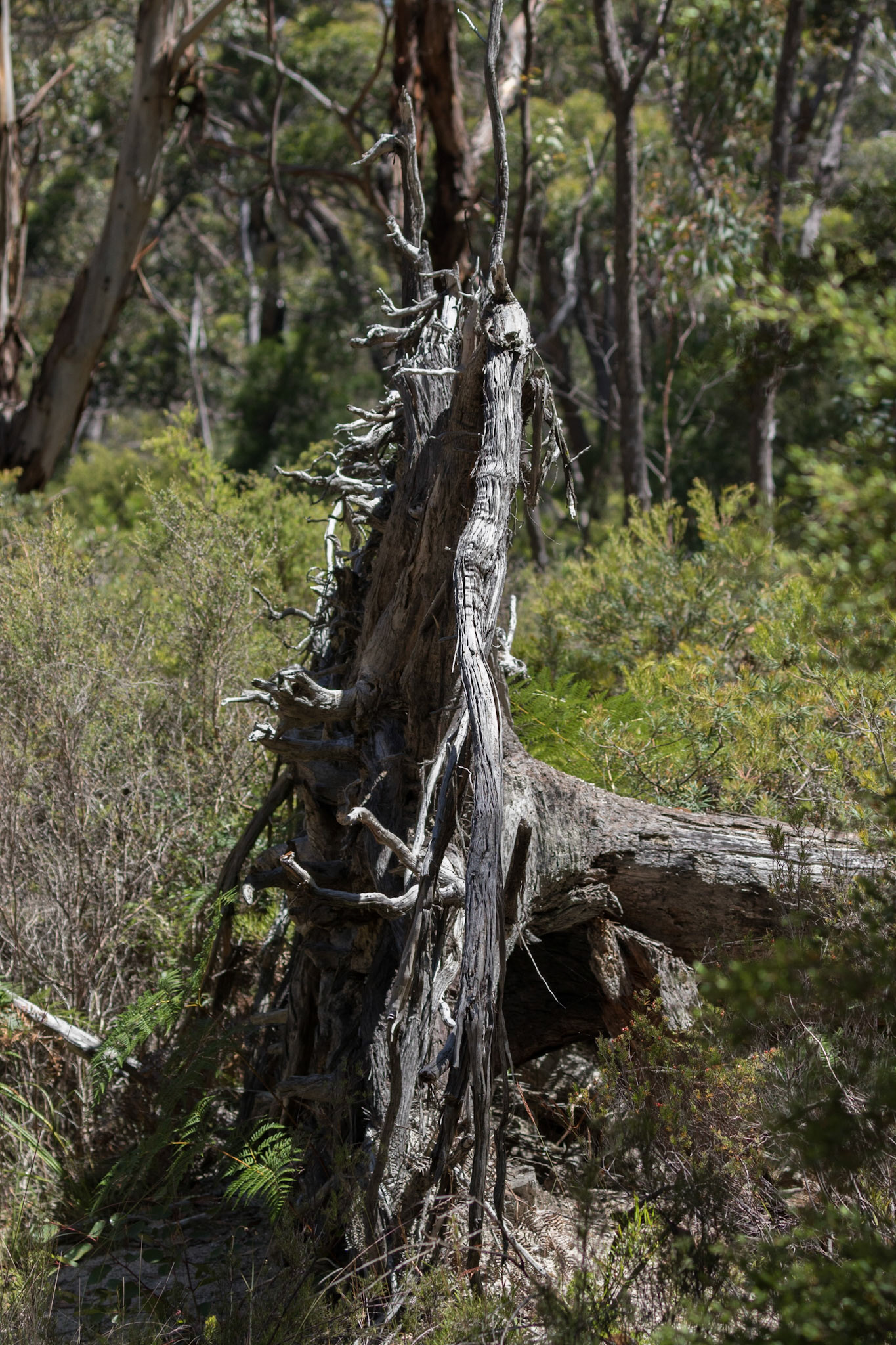 Fallen tree, Girraween