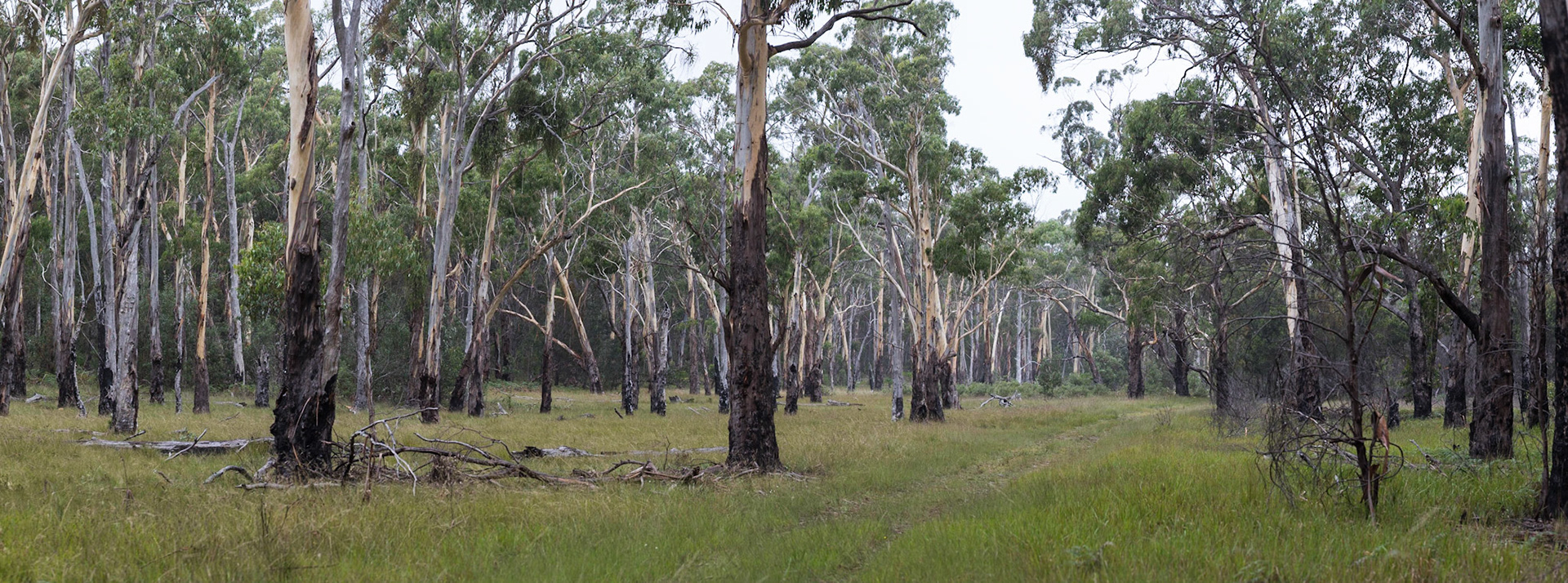 Fire trail, Girraween National Park