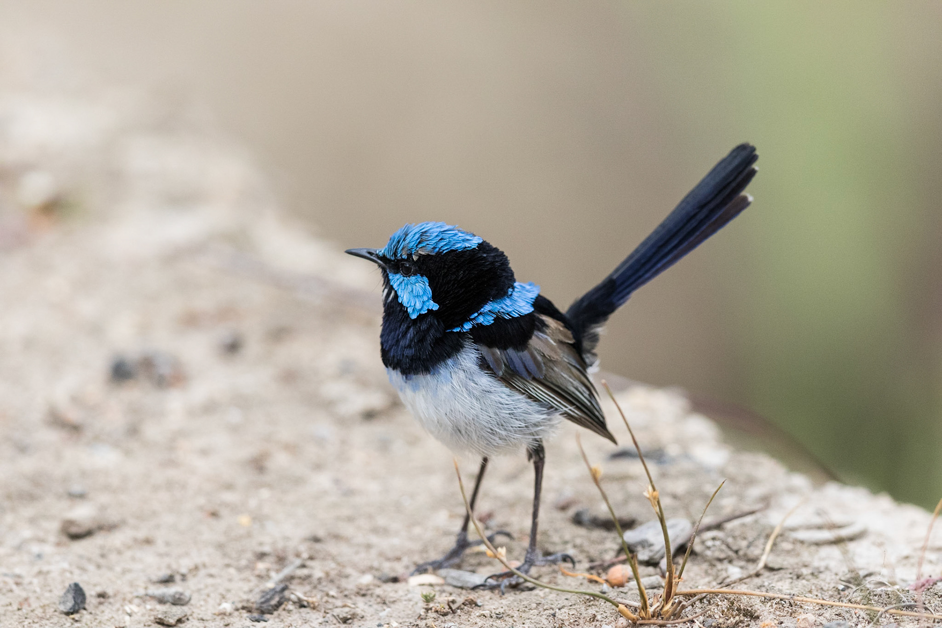 Superb Fairy-wren
