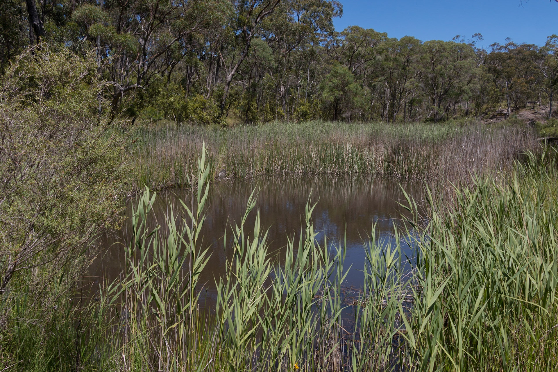 Water hole, Carrolls Creek