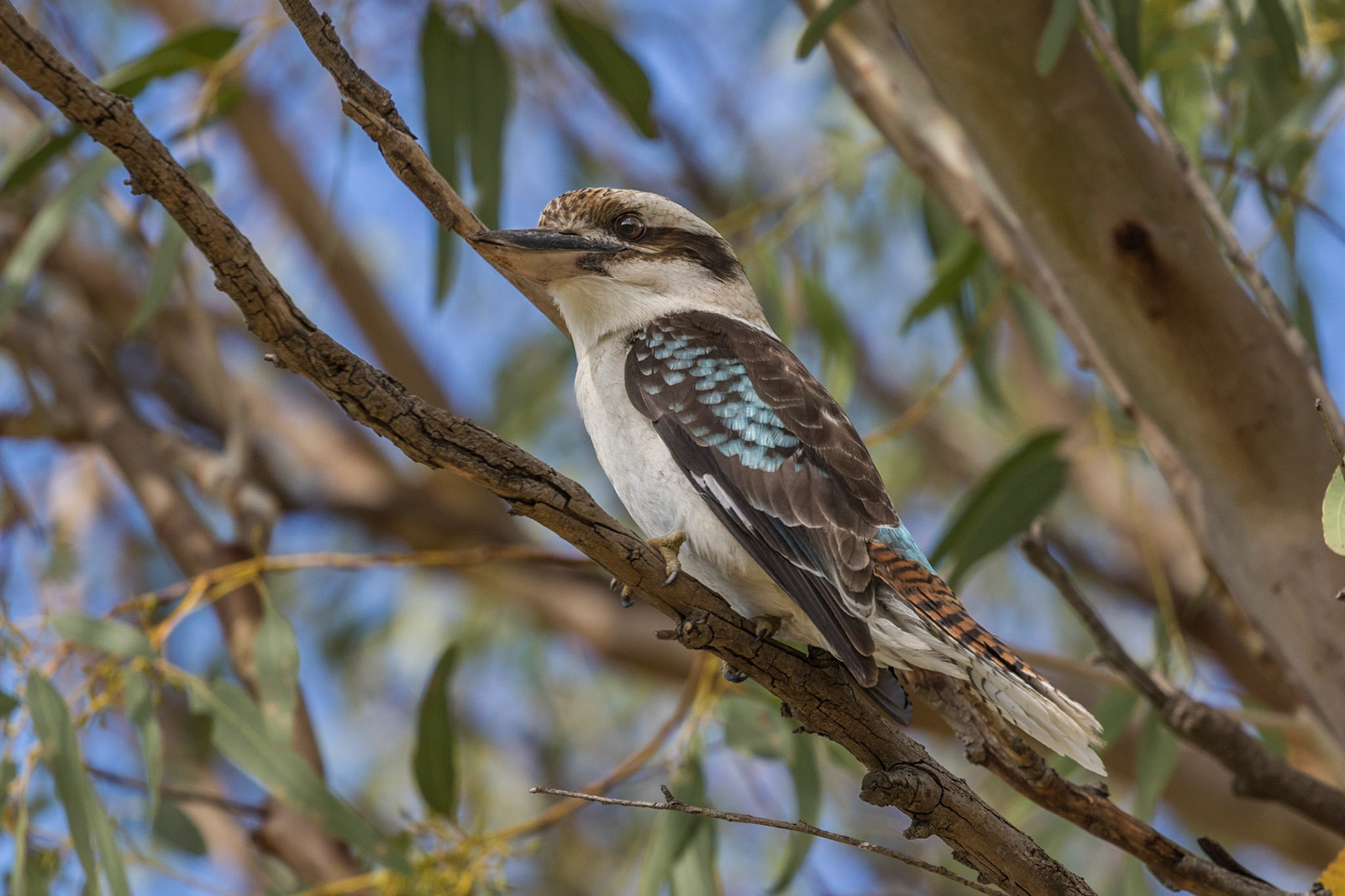 Laughing Kookaburra