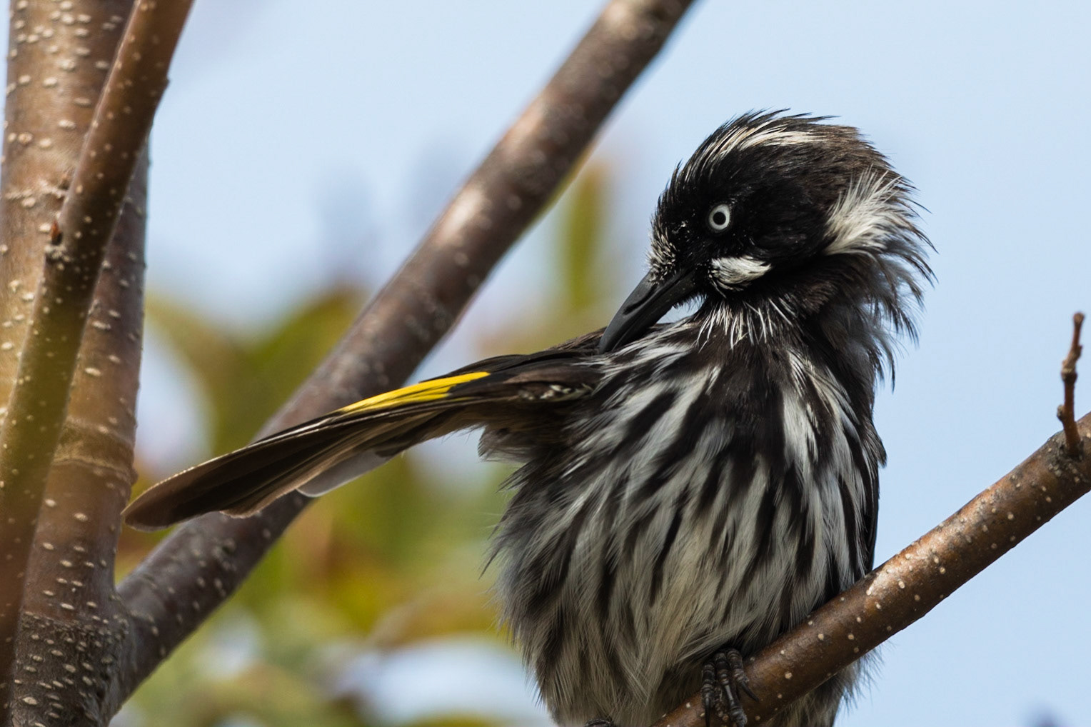 New Holland Honeyeater