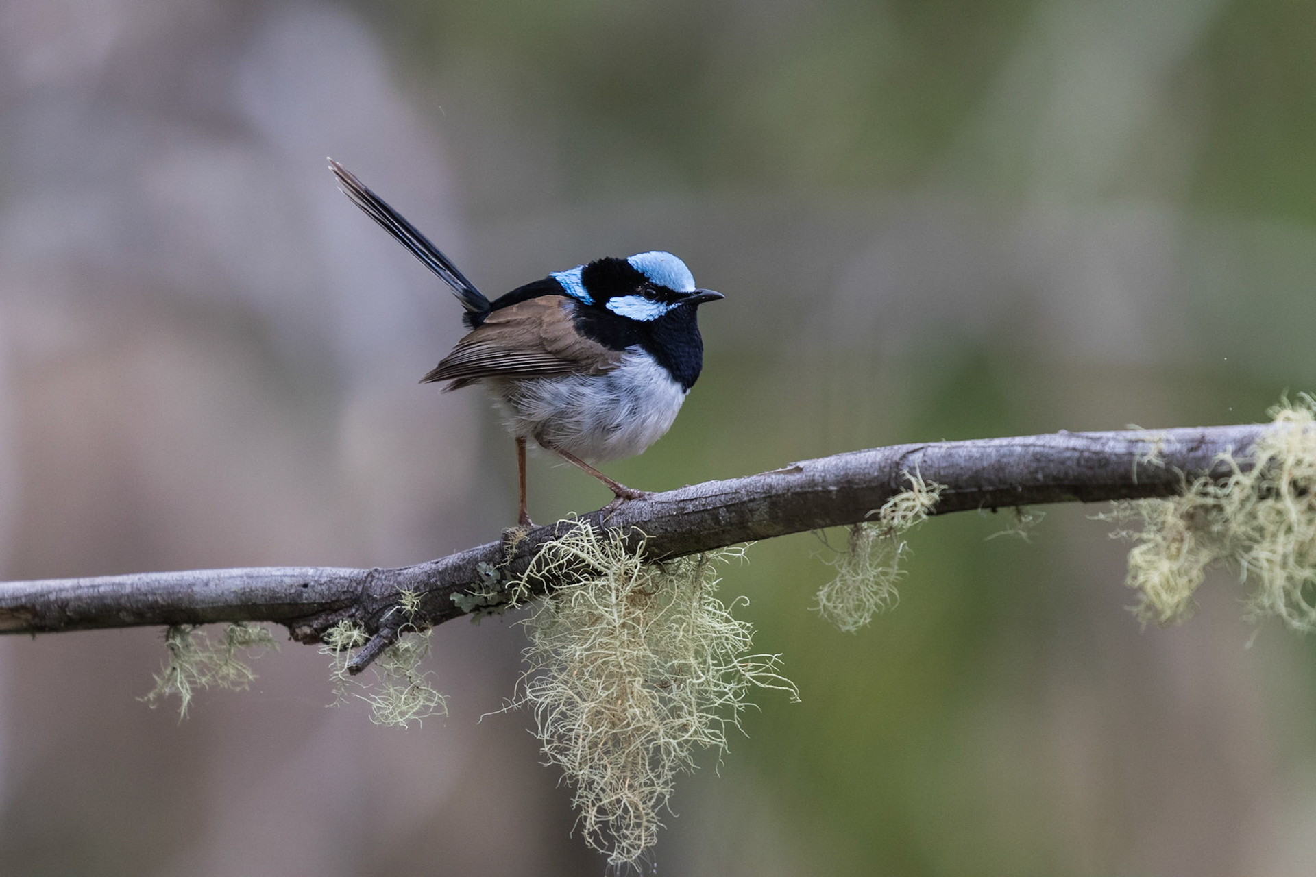 Superb Fairy-wren