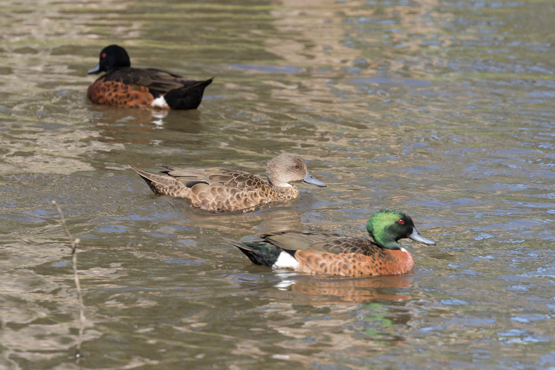 Chestnut Teal