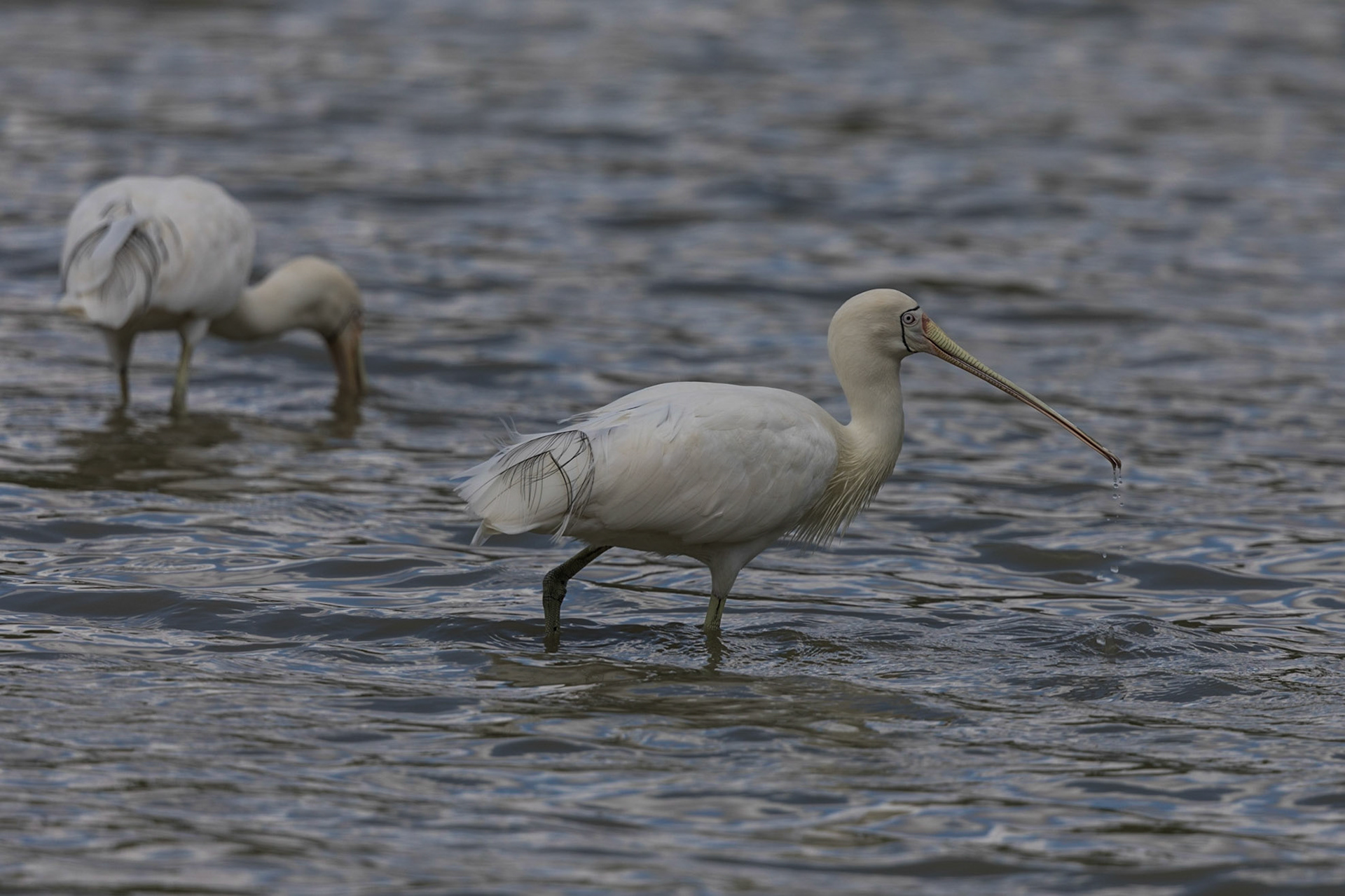 Yellow-Billed Spoonbill