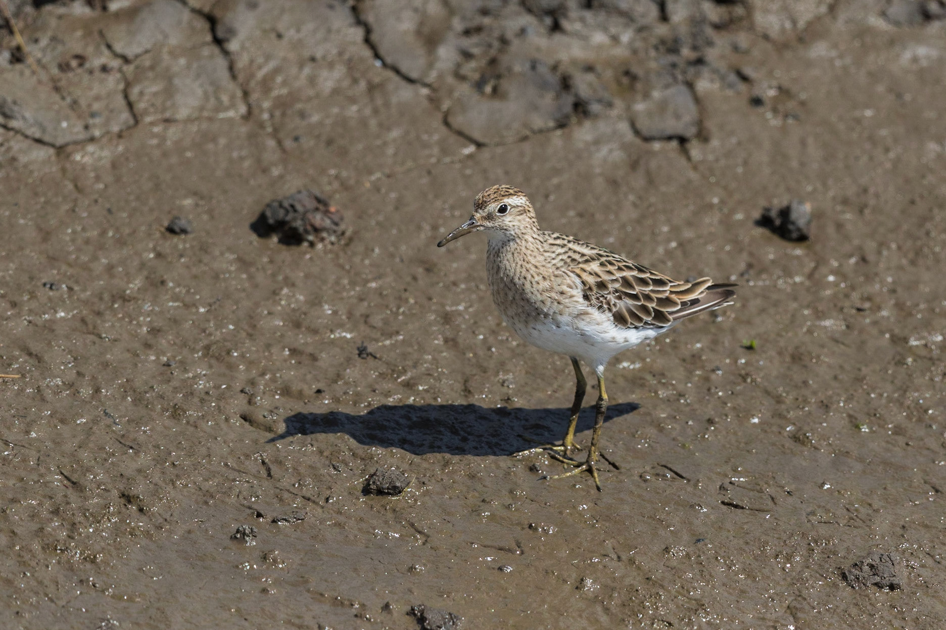 Sharp-Tailed Sandpiper