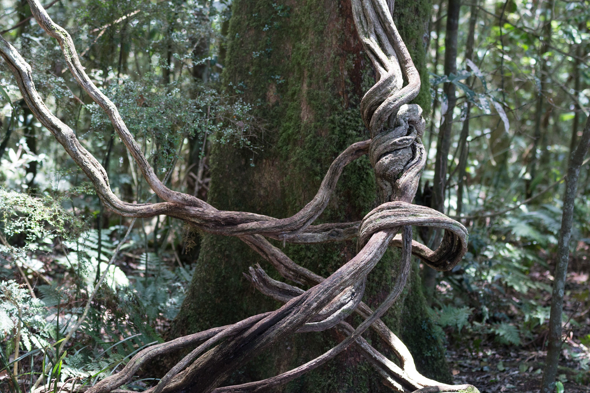 Tree root, Main Range National Park, Goomburra