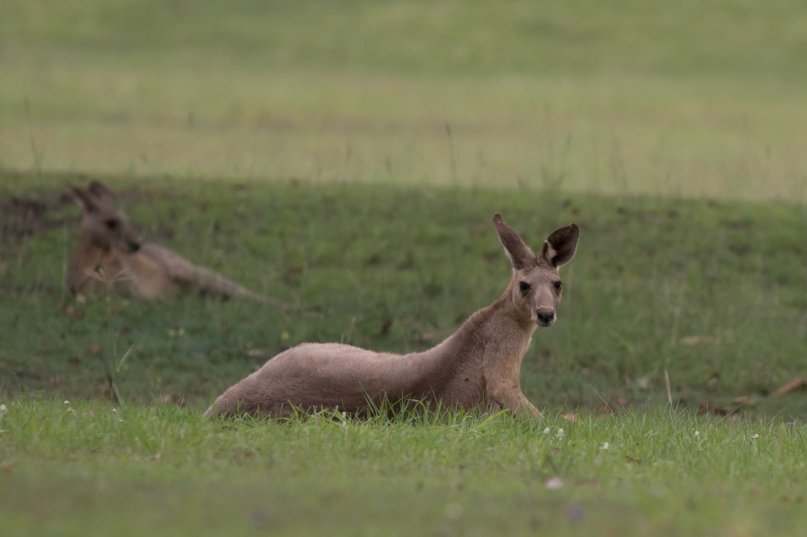 Kangaroo