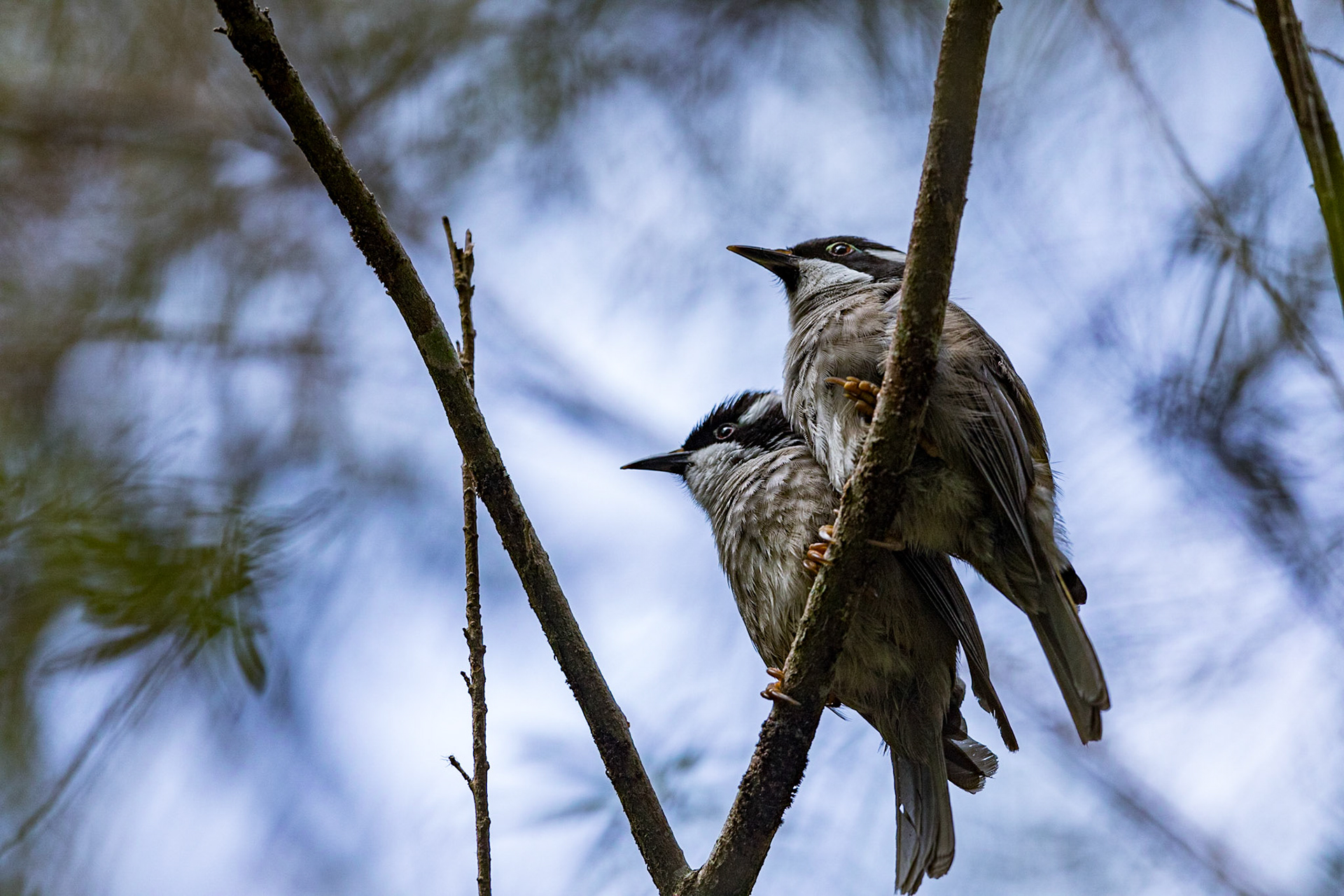 Strong-Billed Honeyeater