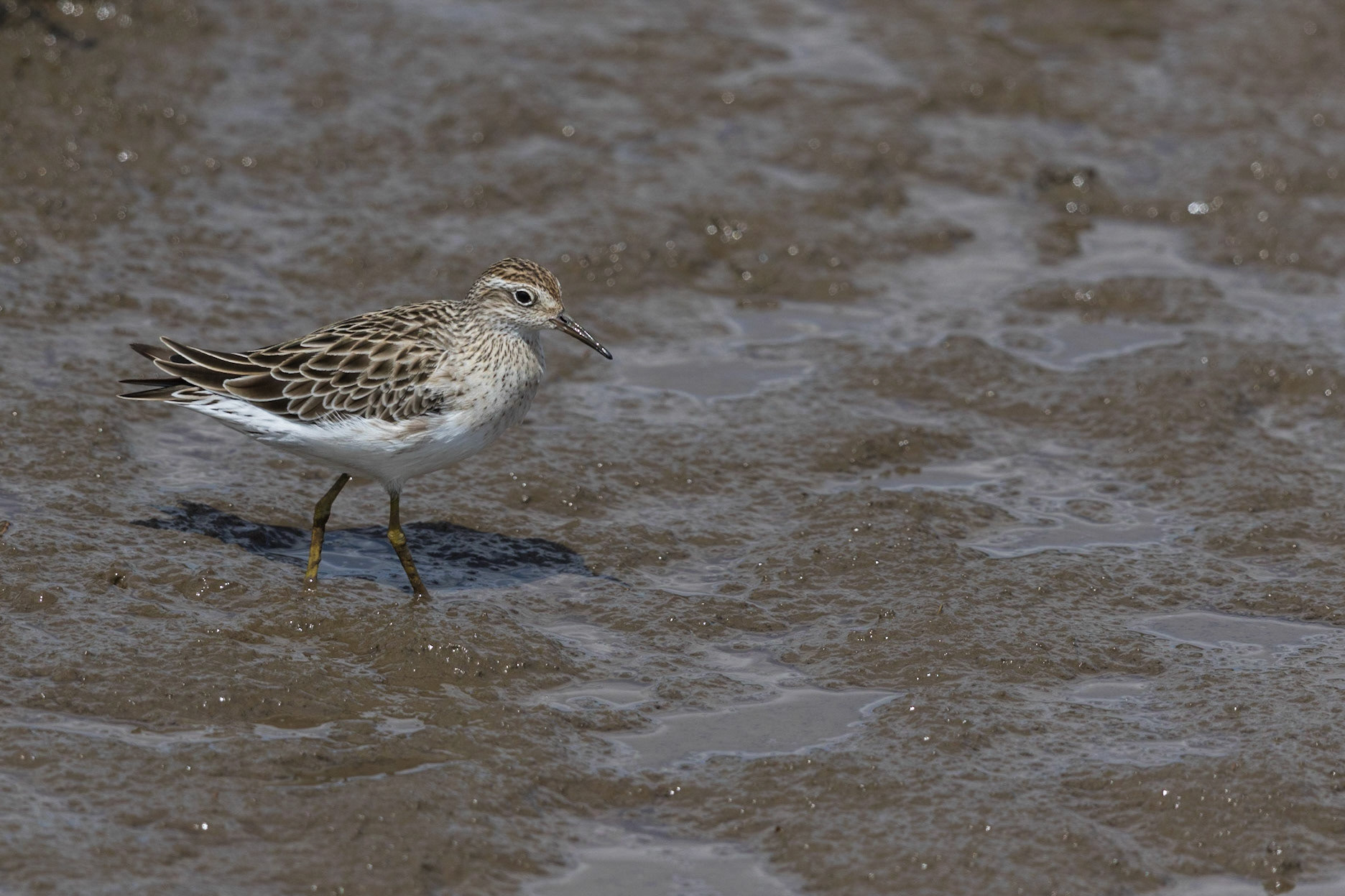 Sharp-Tailed Sandpiper