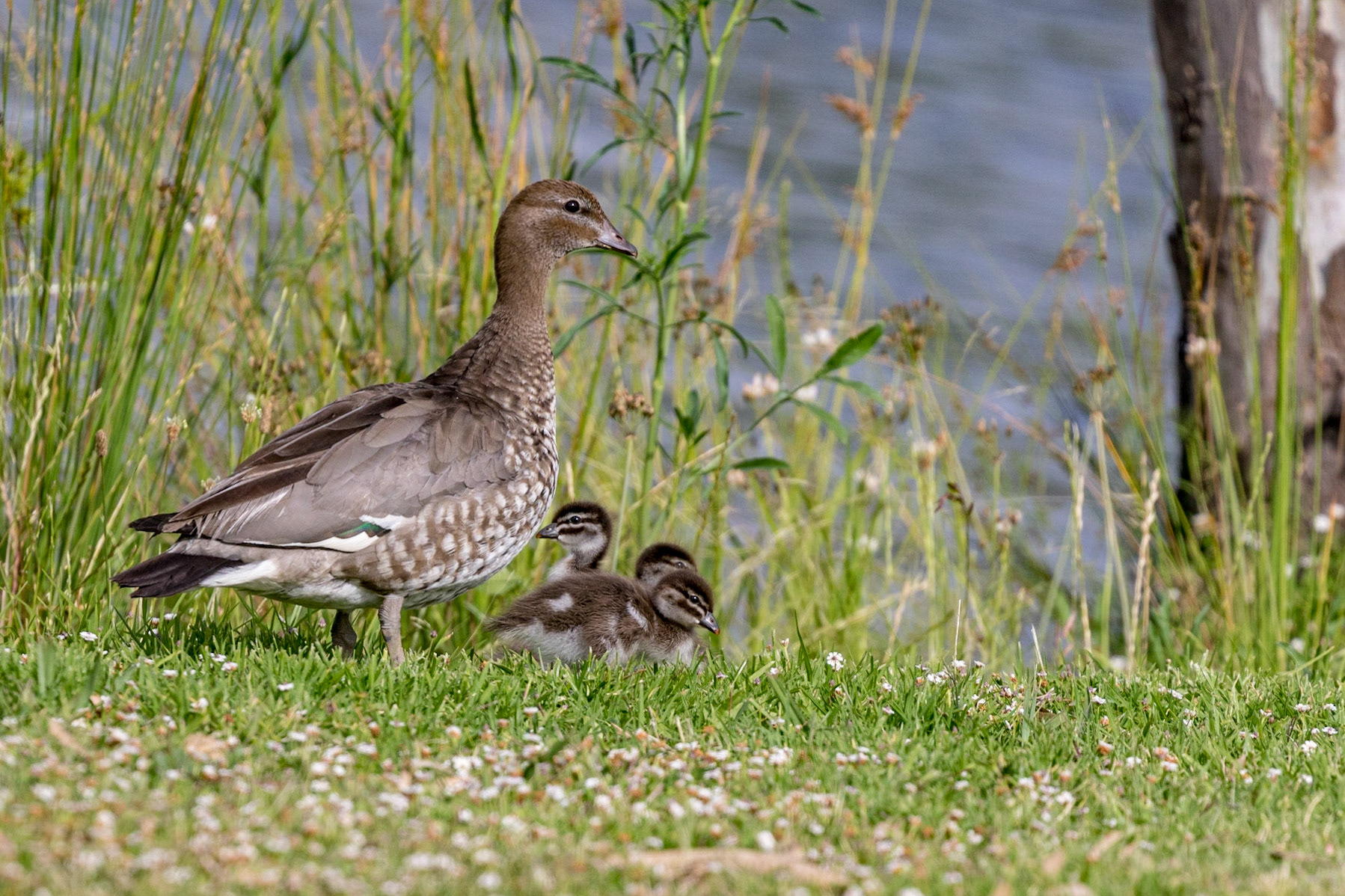 Australian Wood Duck