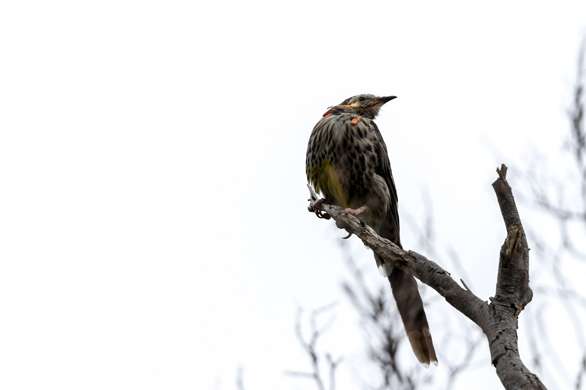 Yellow Wattlebird