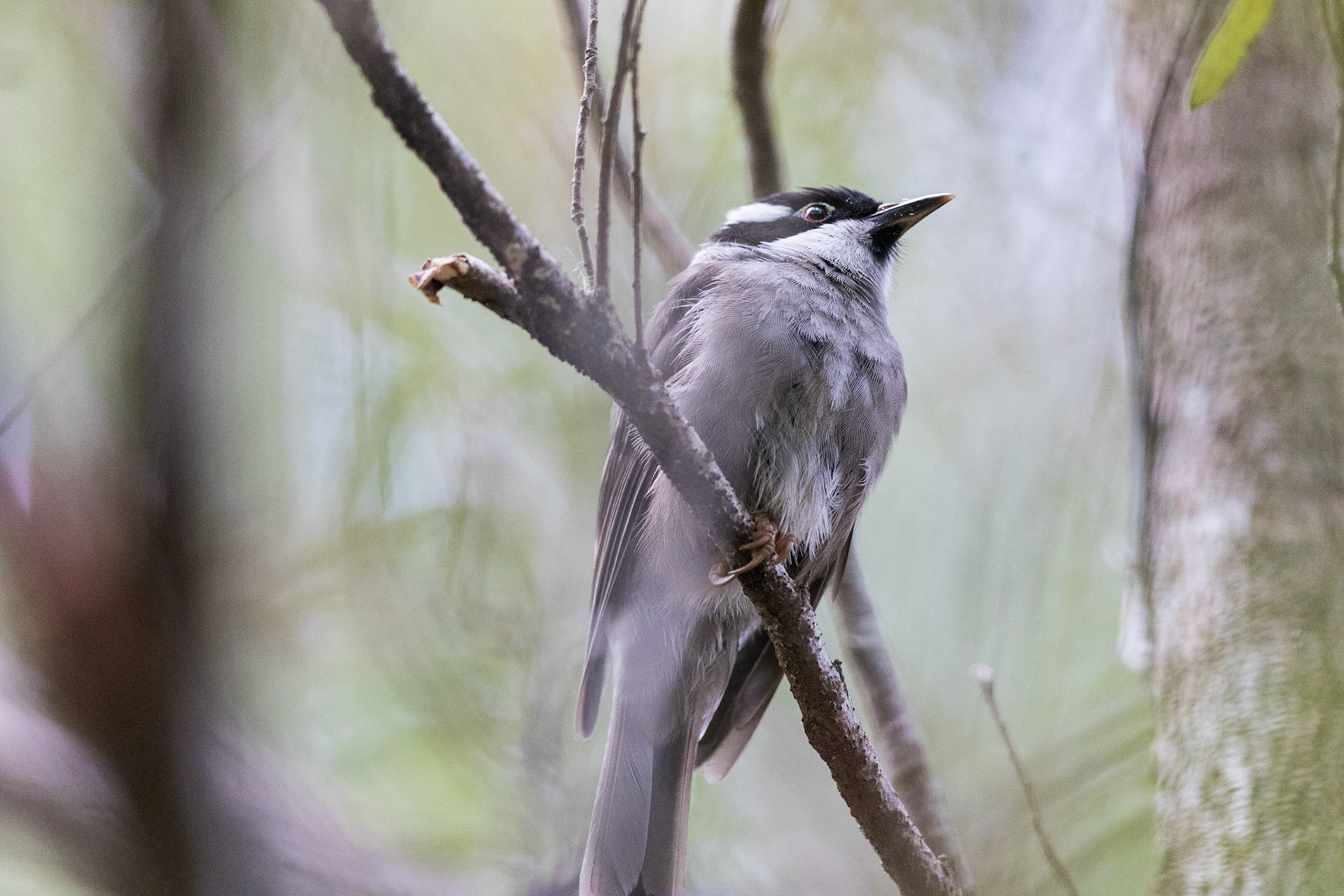 Strong-Billed Honeyeater