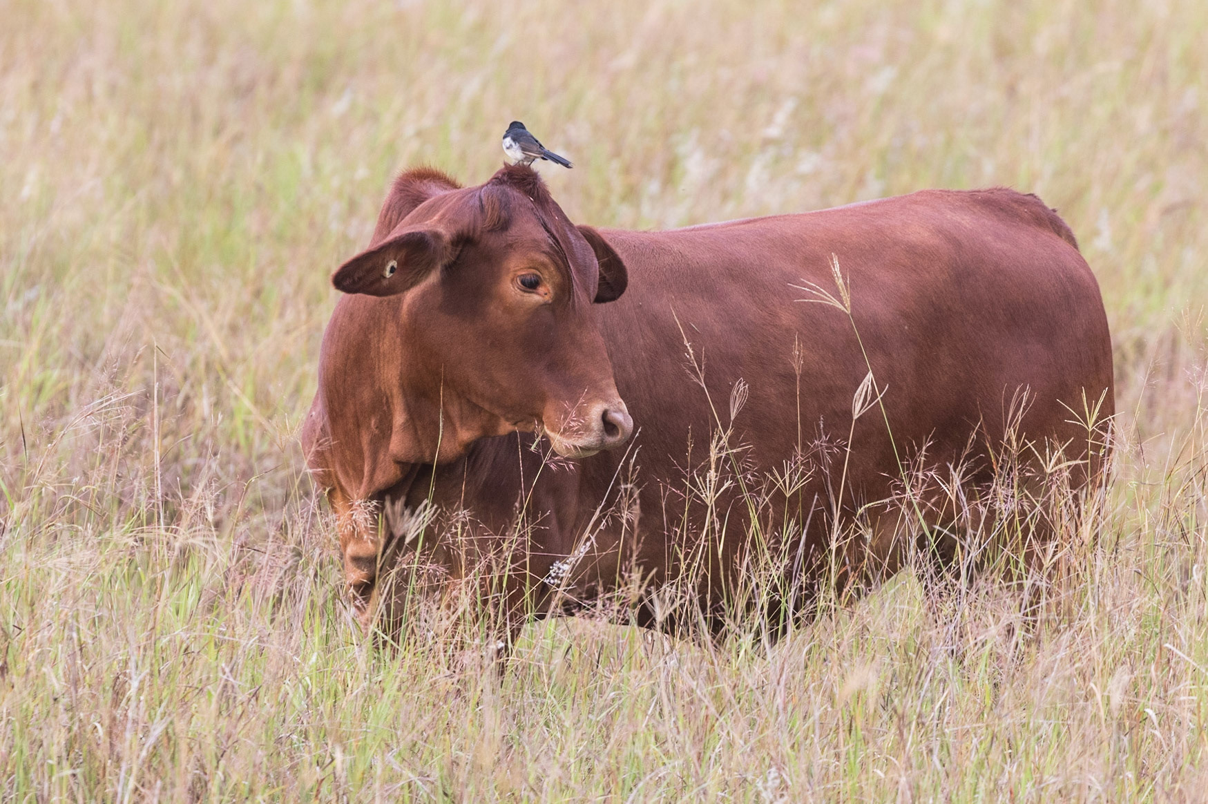 Cow