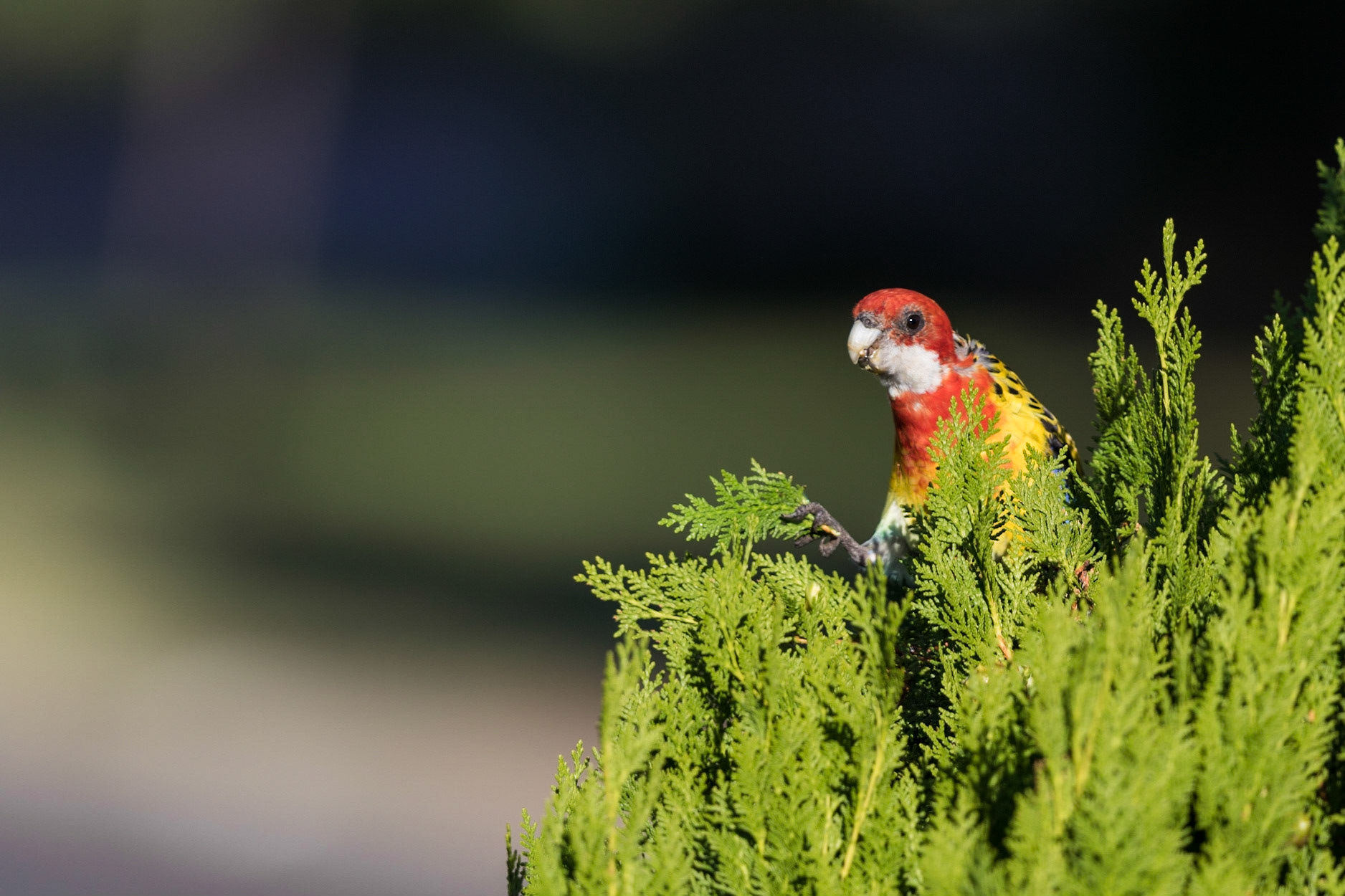 Eastern Rosella
