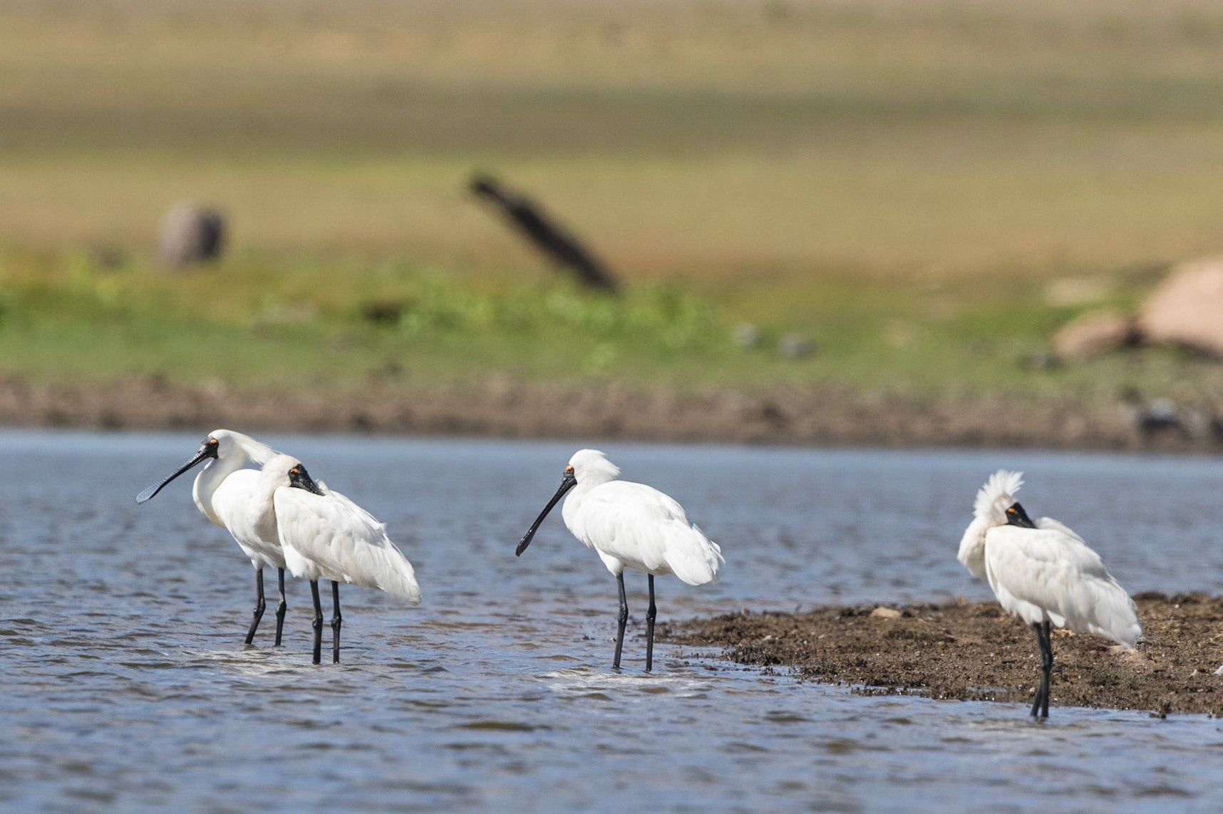 Royal Spoonbill
