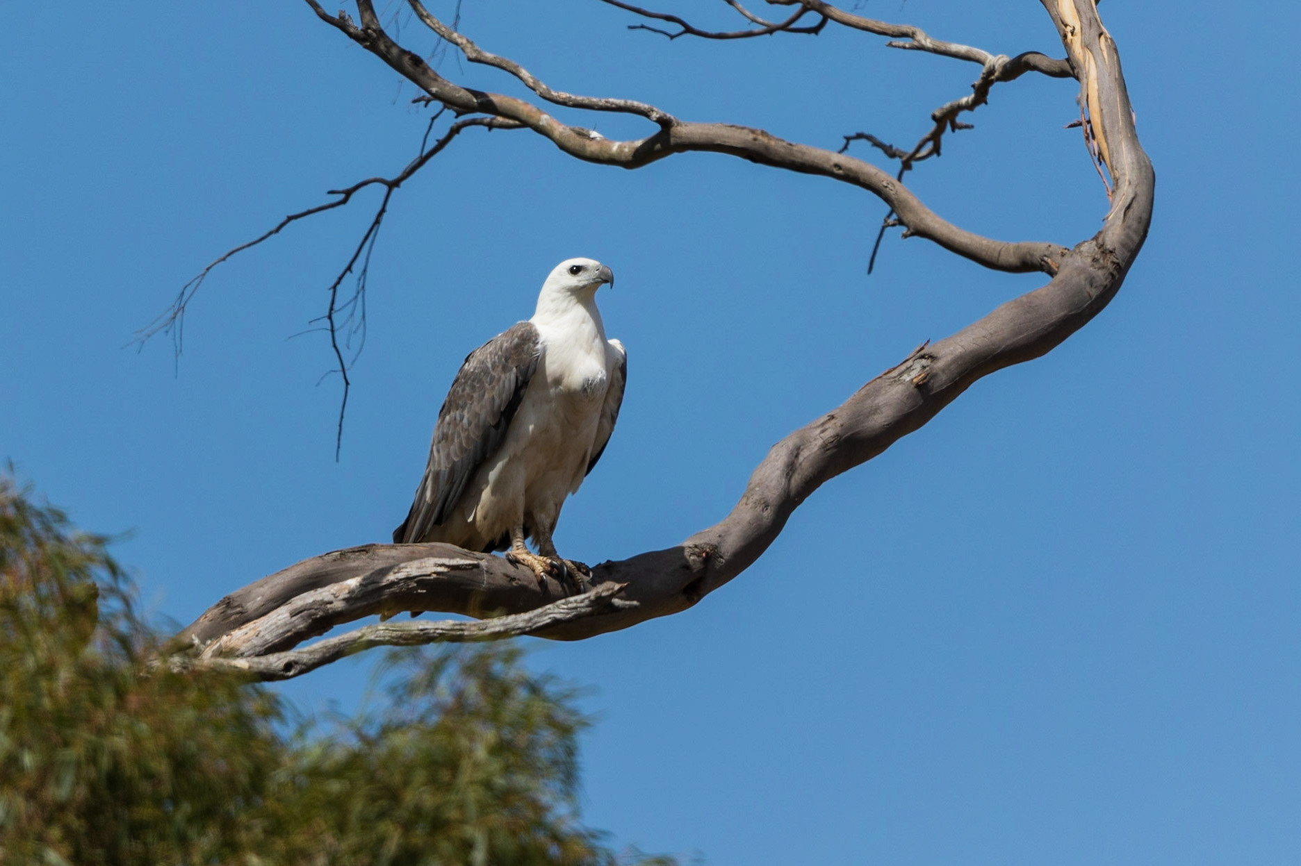 White-Bellied Sea-Eagle