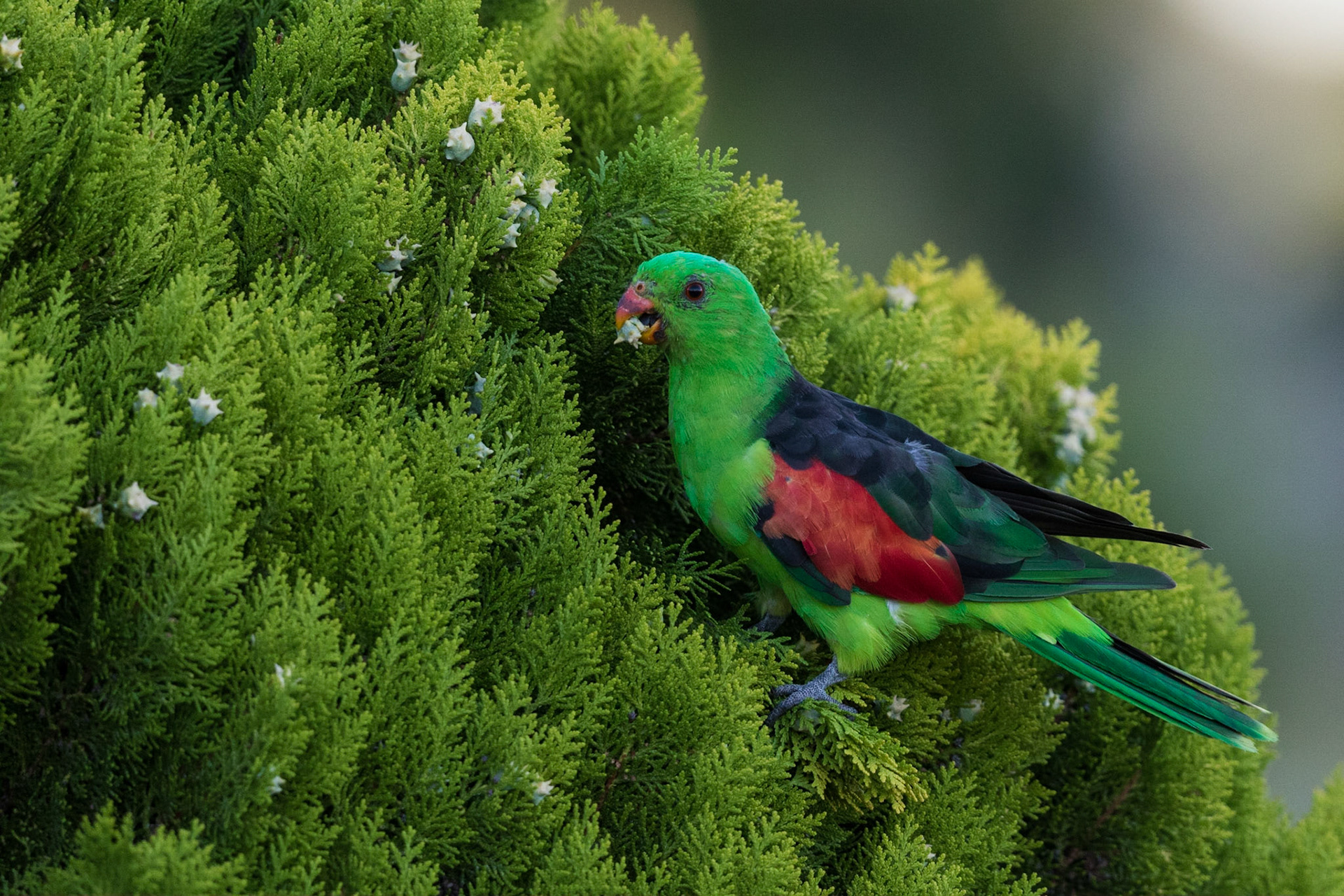 Red-winged Parrot