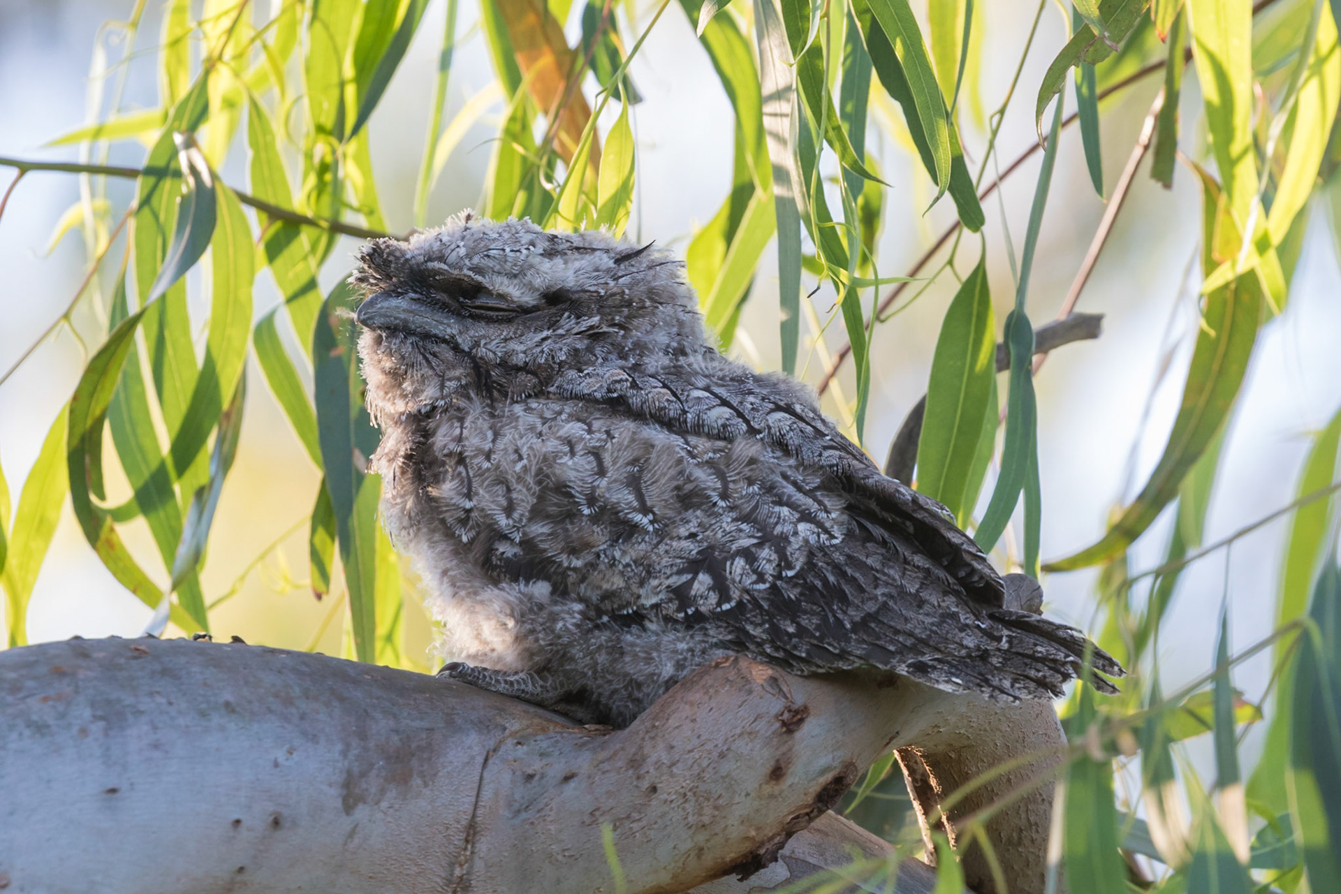 Tawny Frogmouth