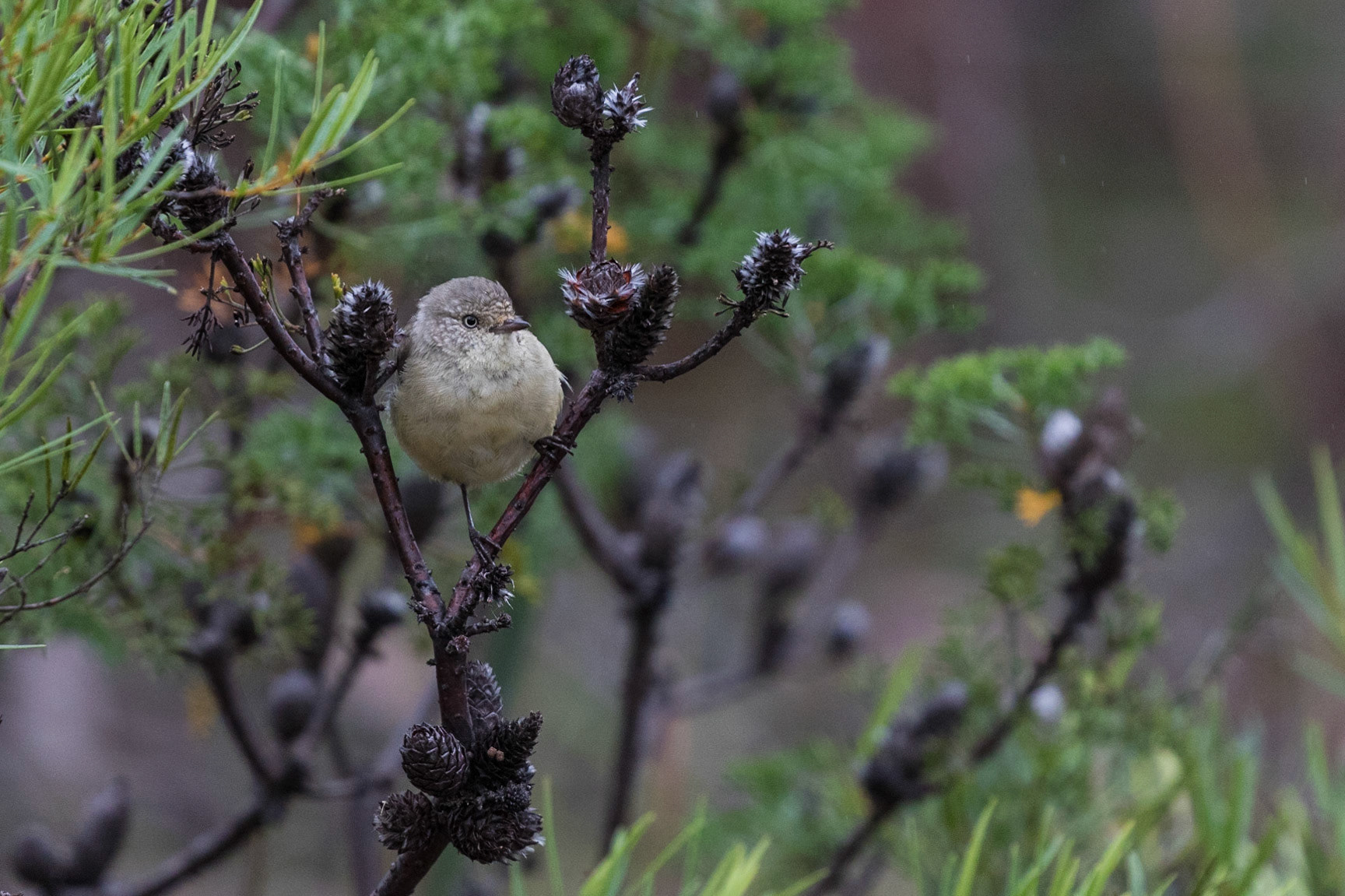 Chestnut-rumped Thornbill
