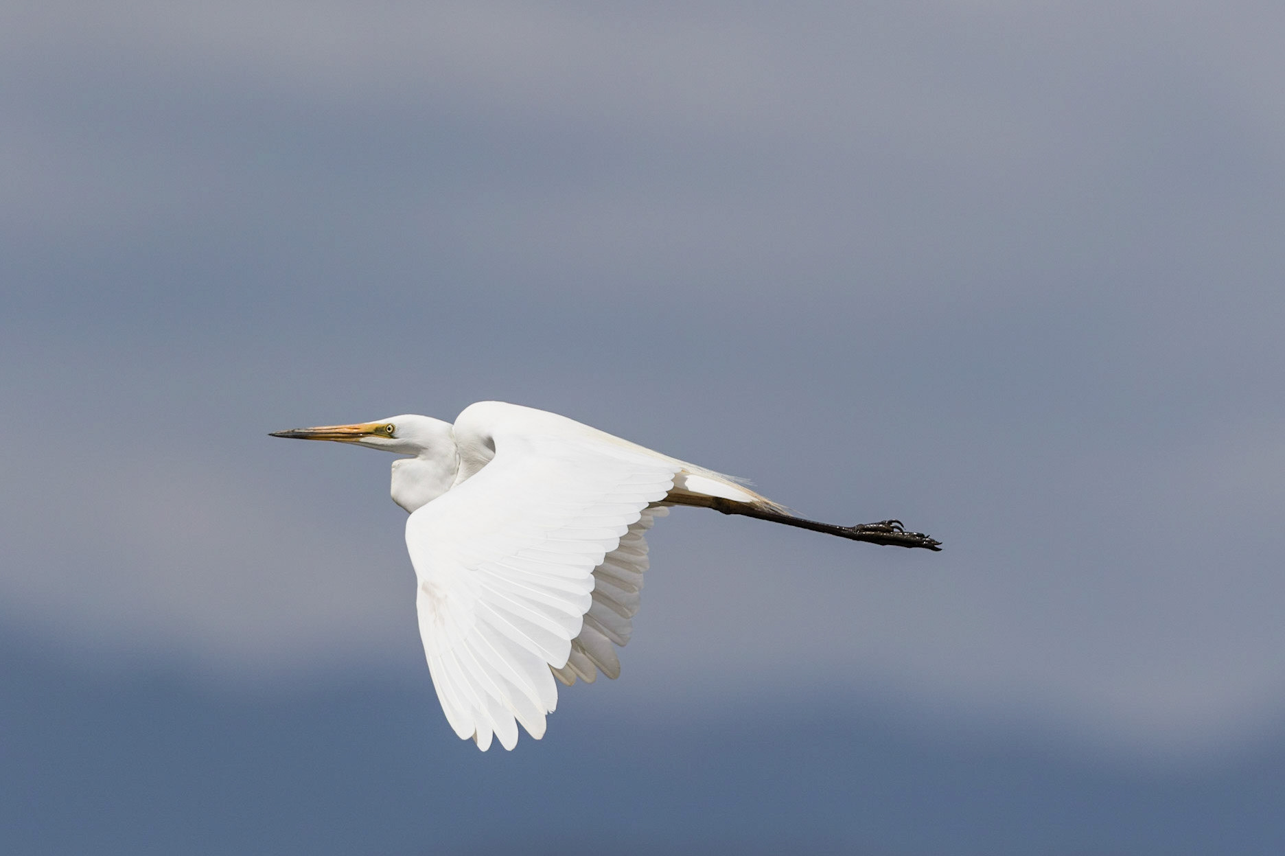 Intermediate Egret
