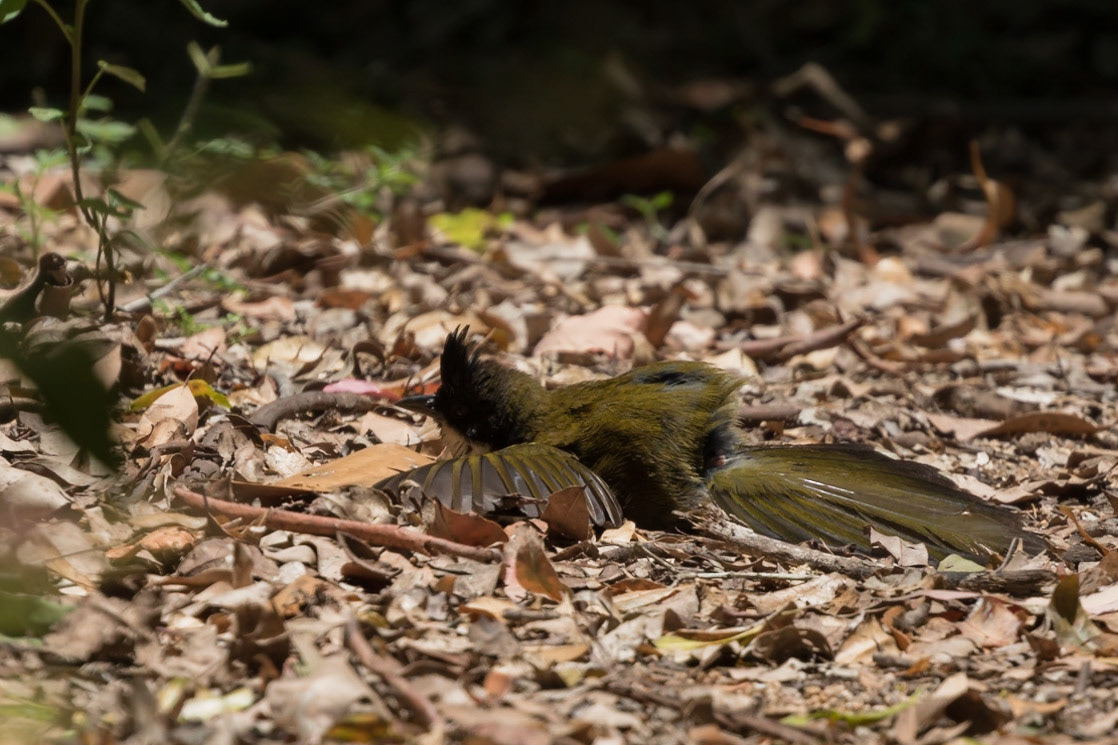 Eastern Whipbird