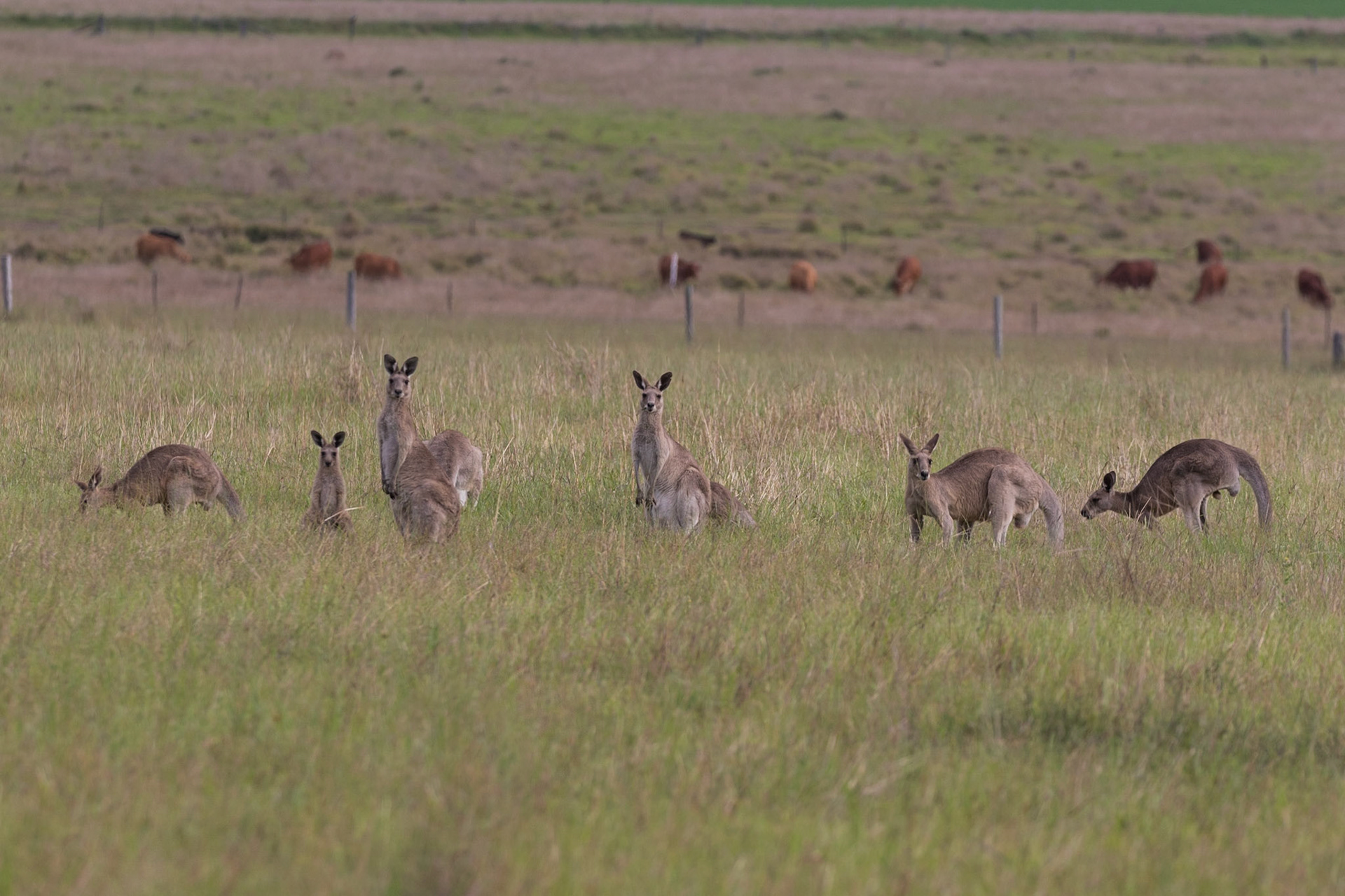 Kangaroos