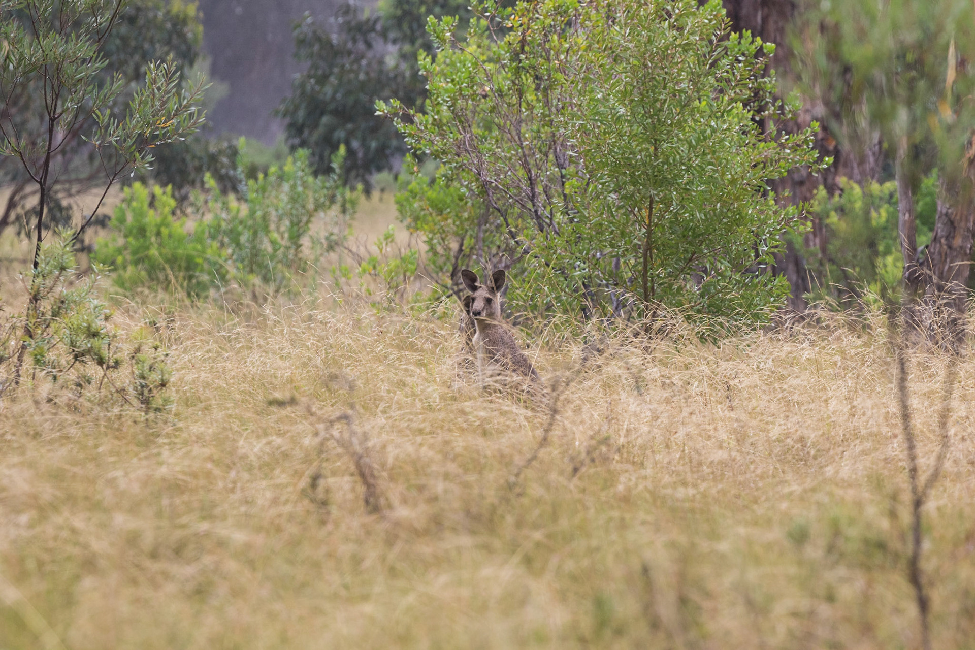 Kangaroo