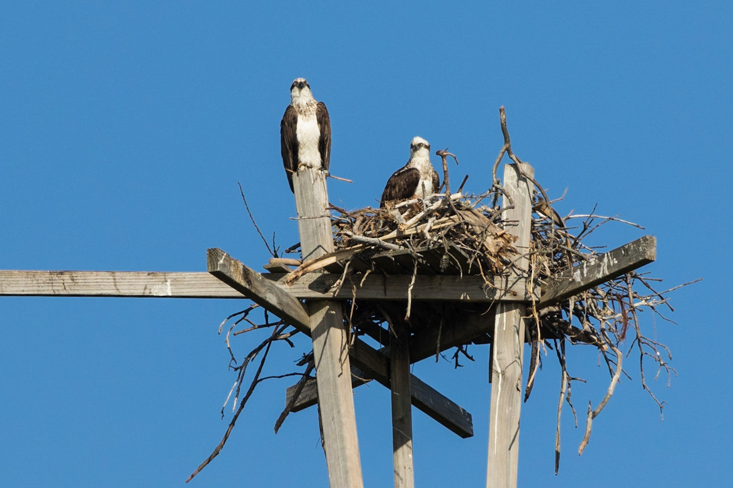 Eastern Osprey