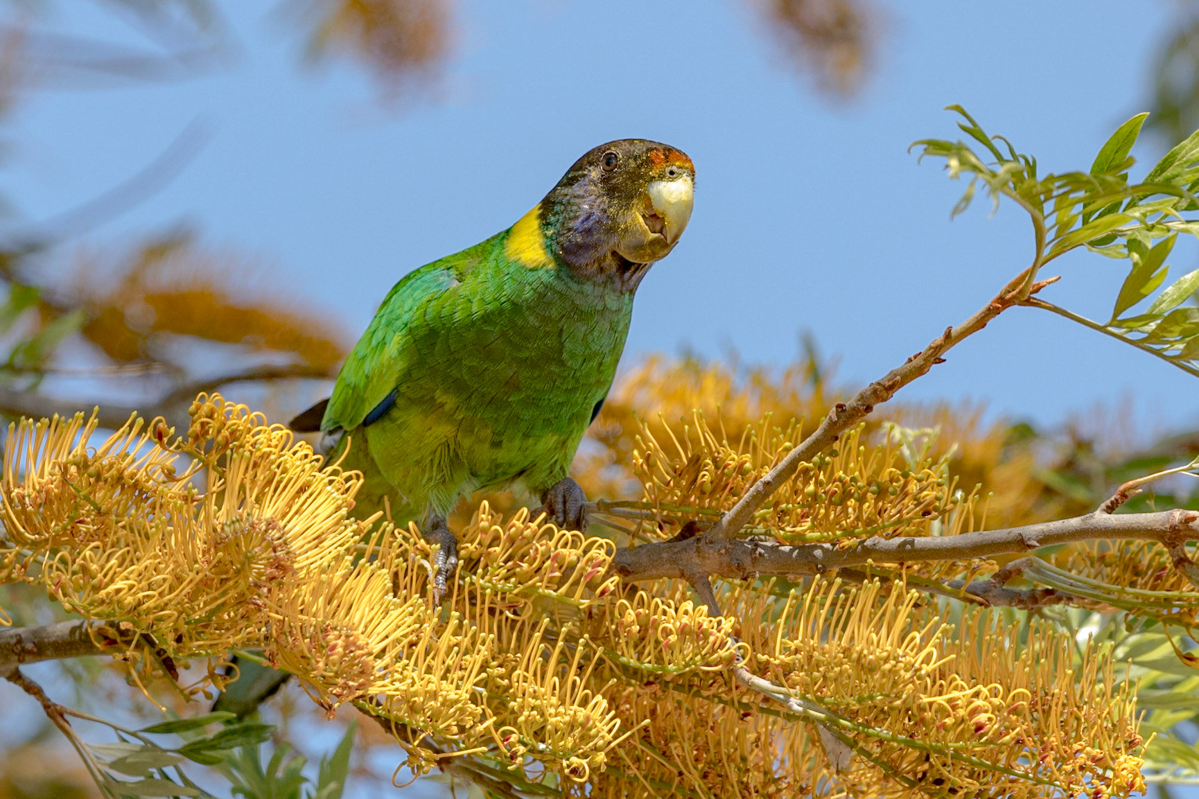 Twenty-eight Parrot