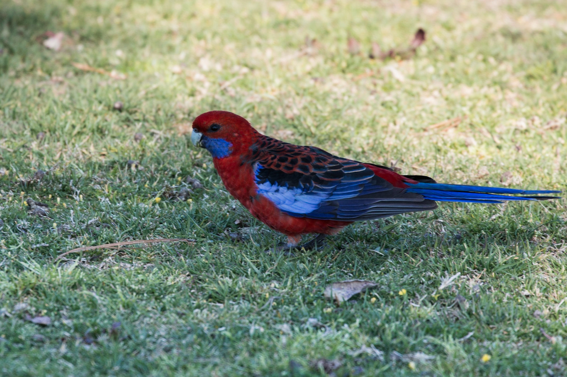 Crimson Rosella