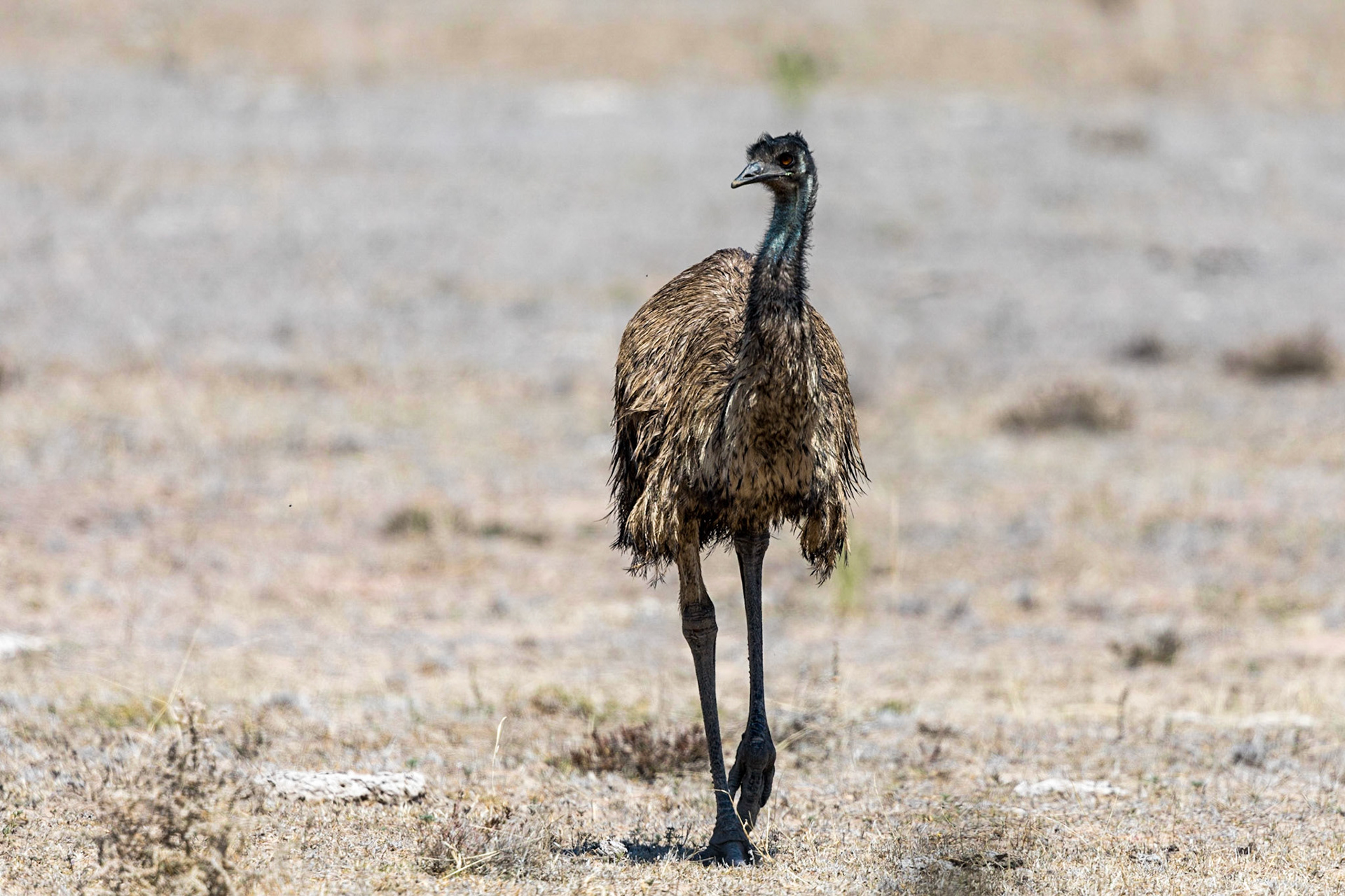 Emu